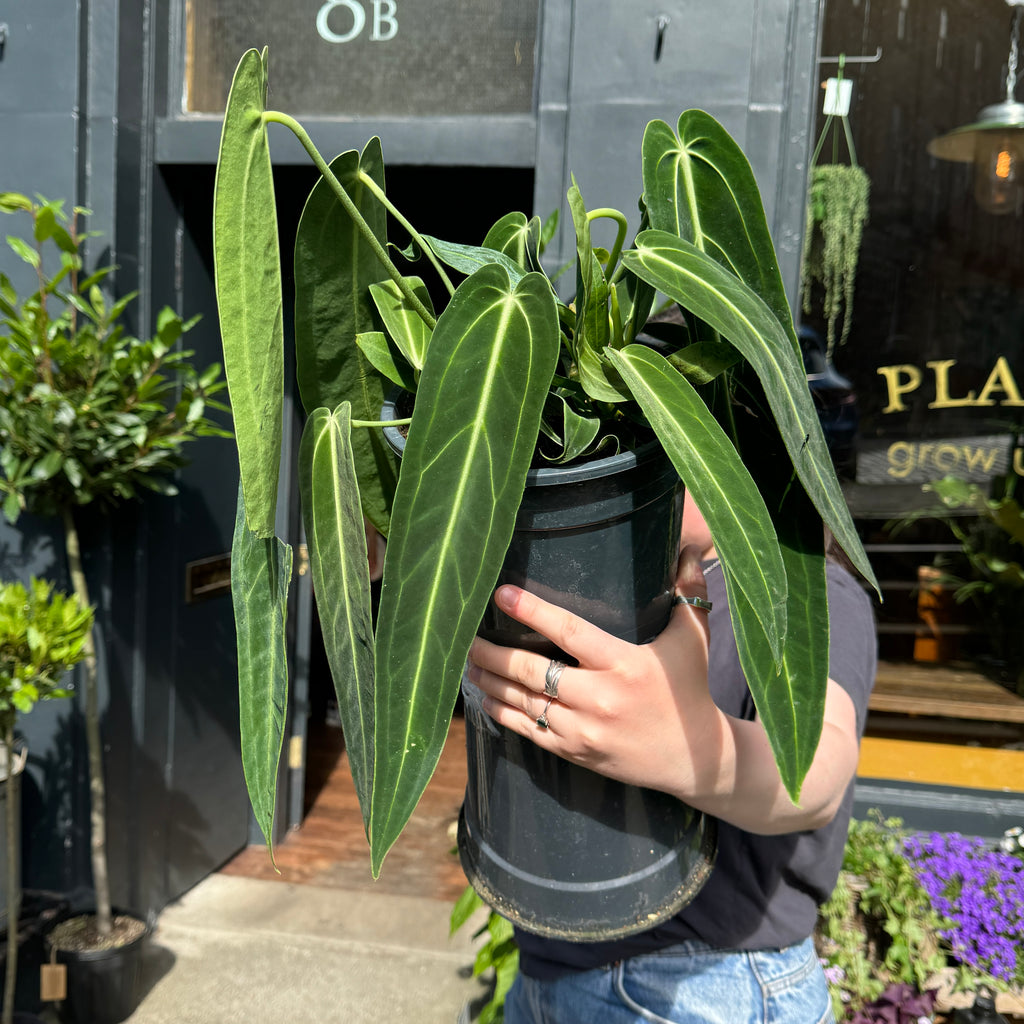 queen anthurium warocqueanum for sale Anthurium warocqueanum