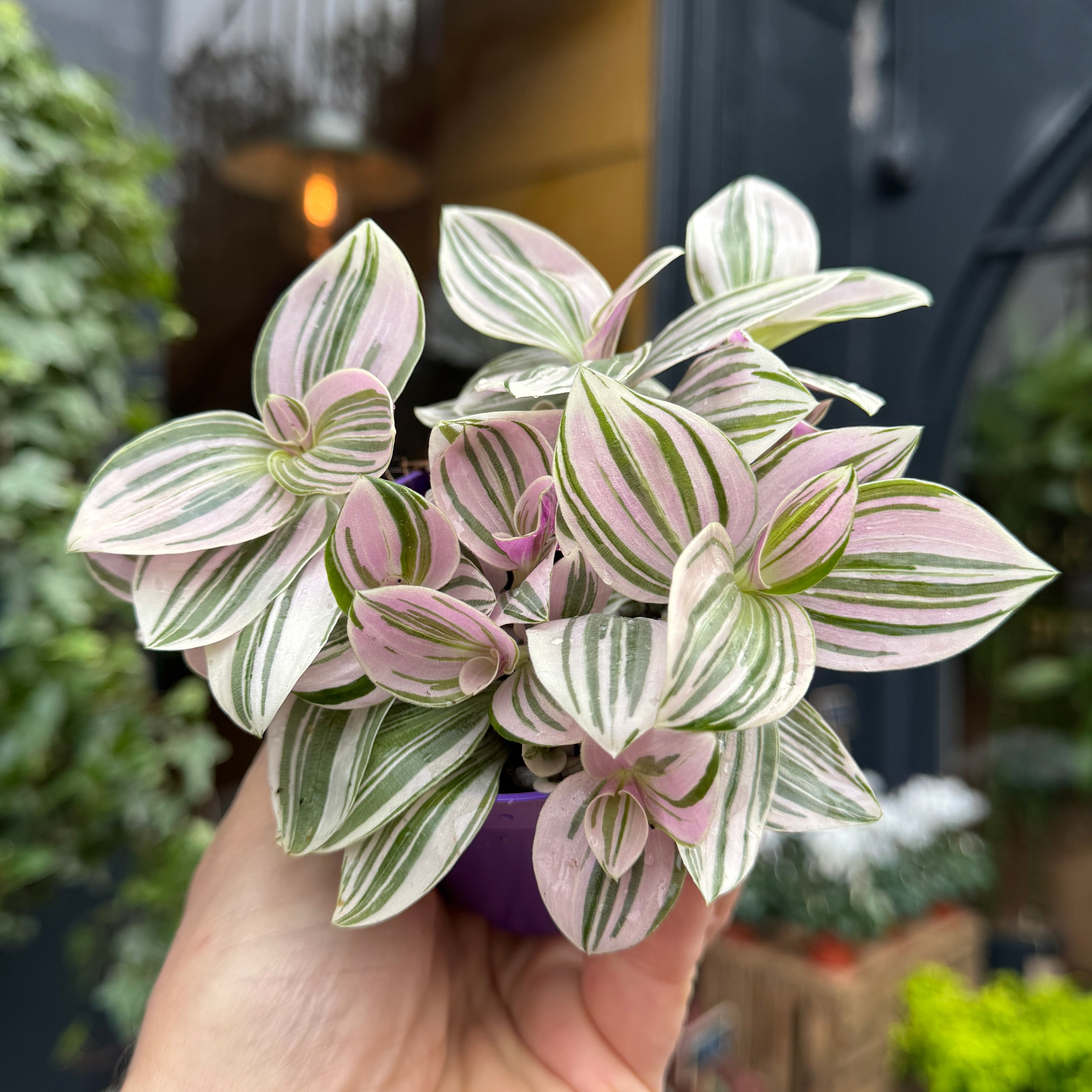 Tradescantia 'Unicorn'