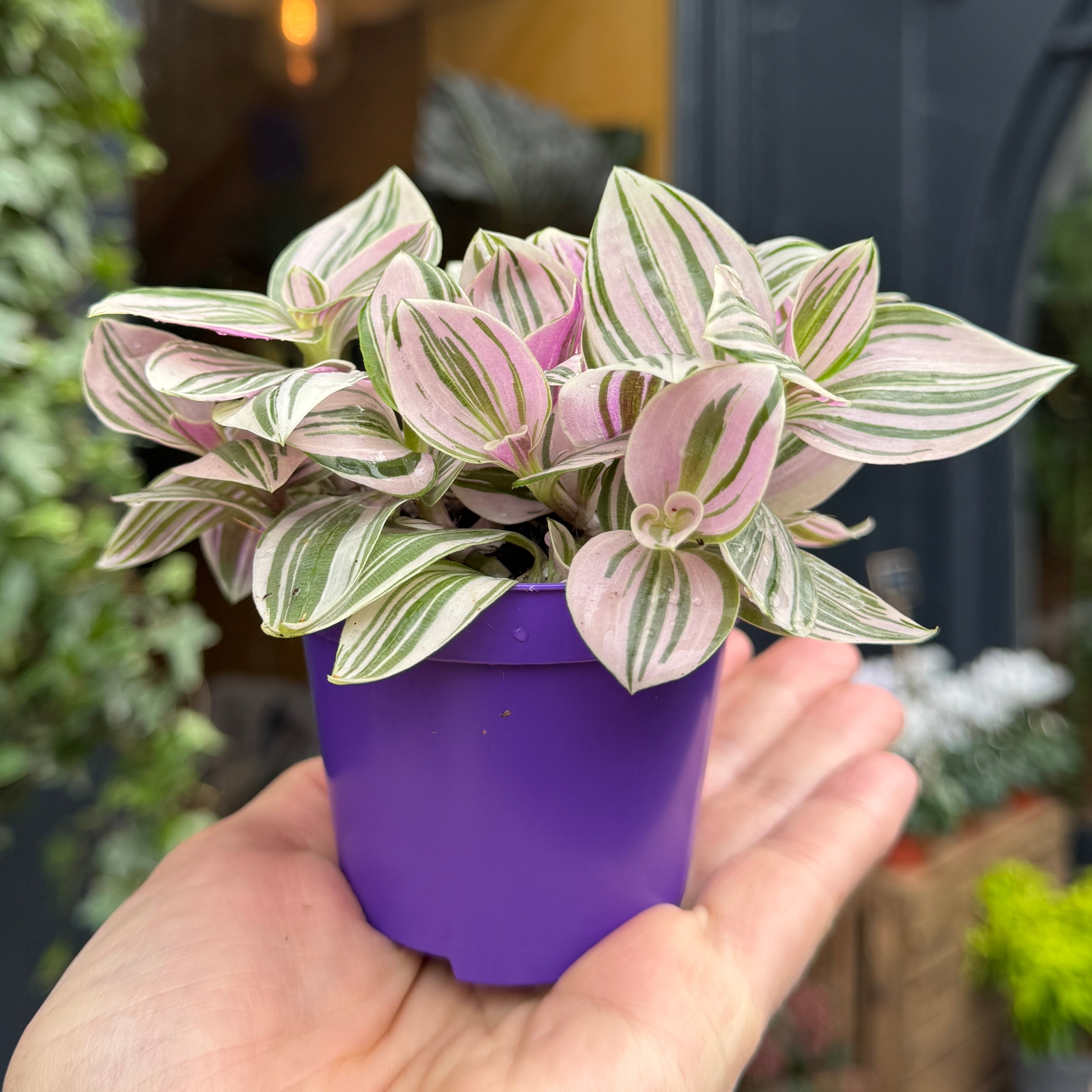 Tradescantia 'Unicorn'