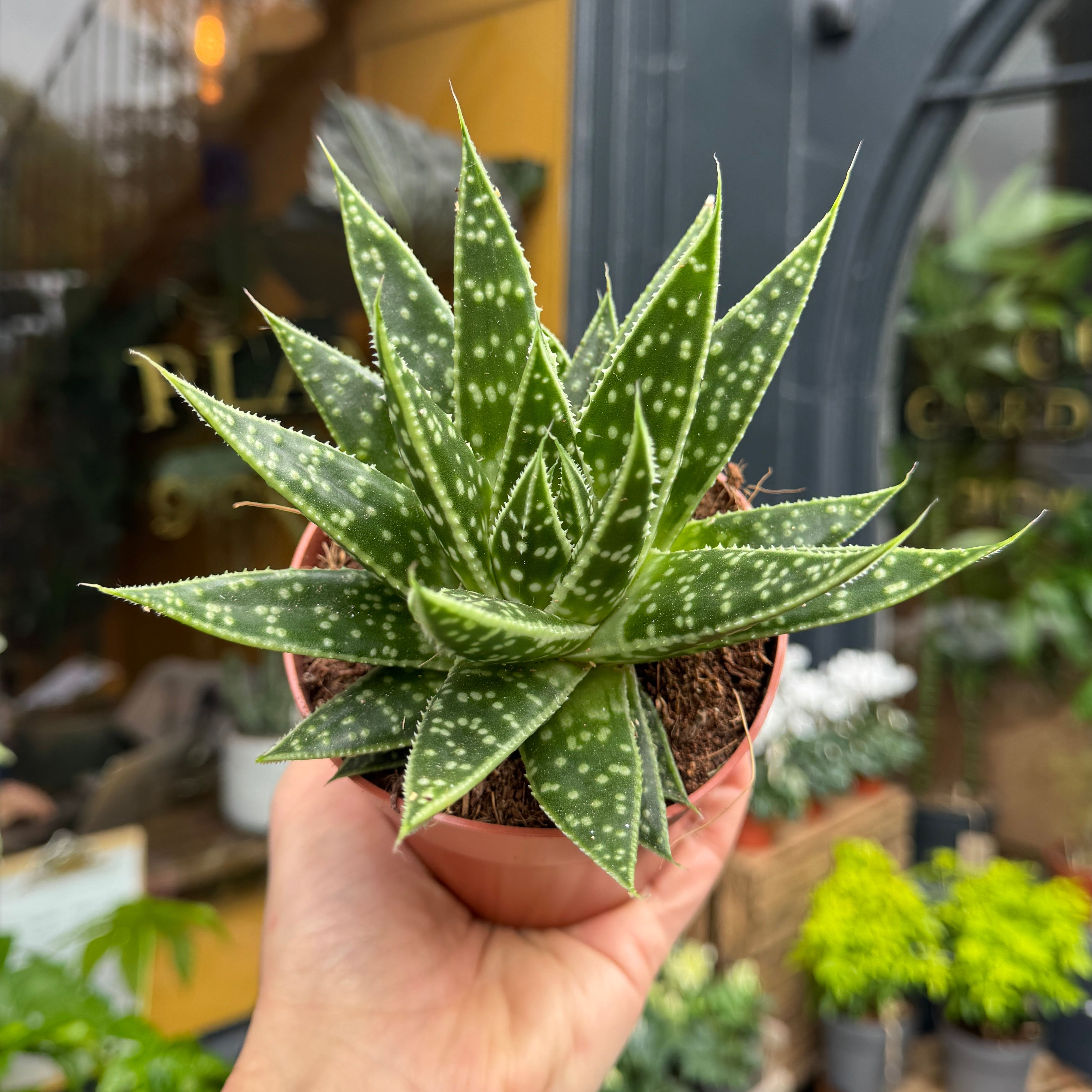 xGasteraloe 'Tess'