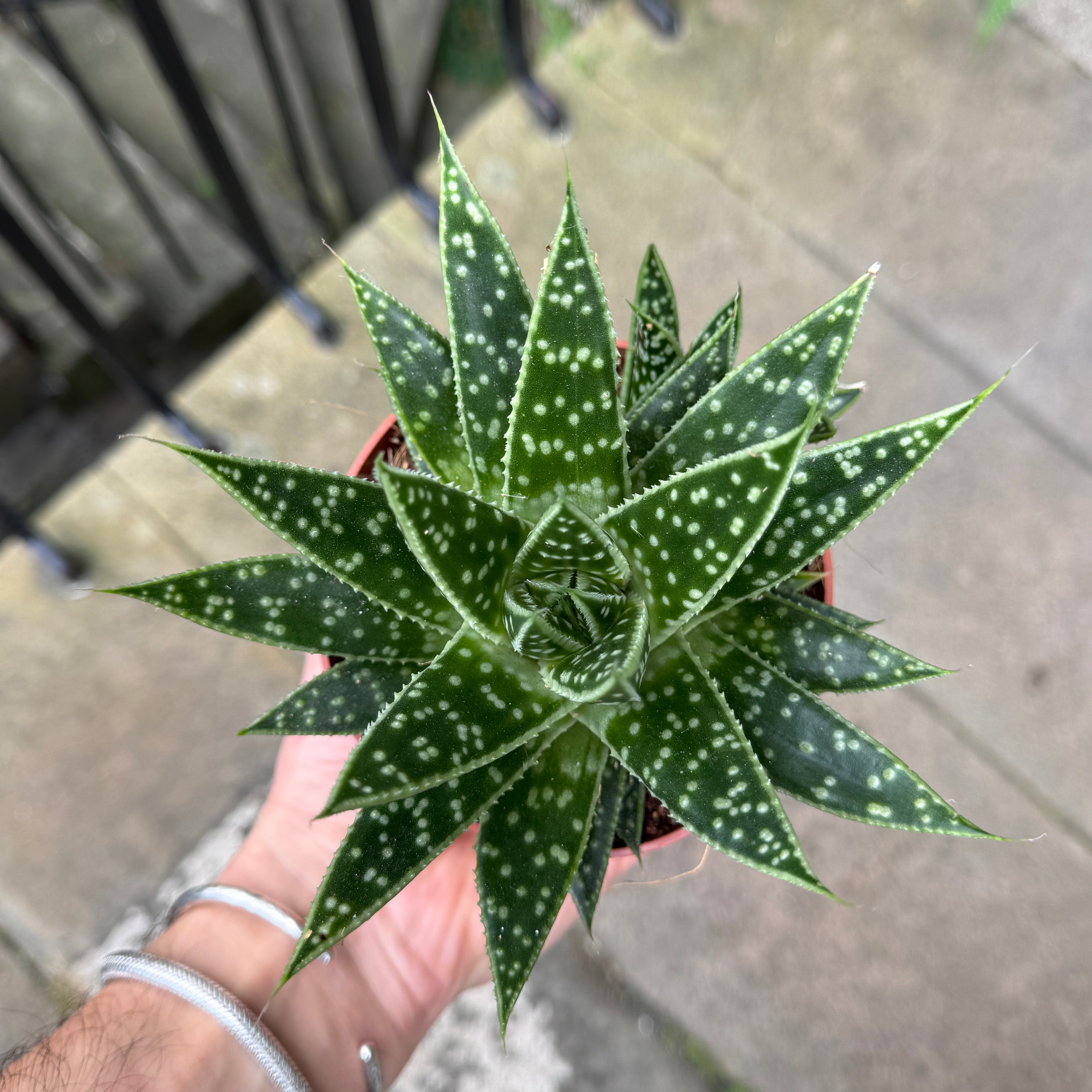 xGasteraloe 'Tess'