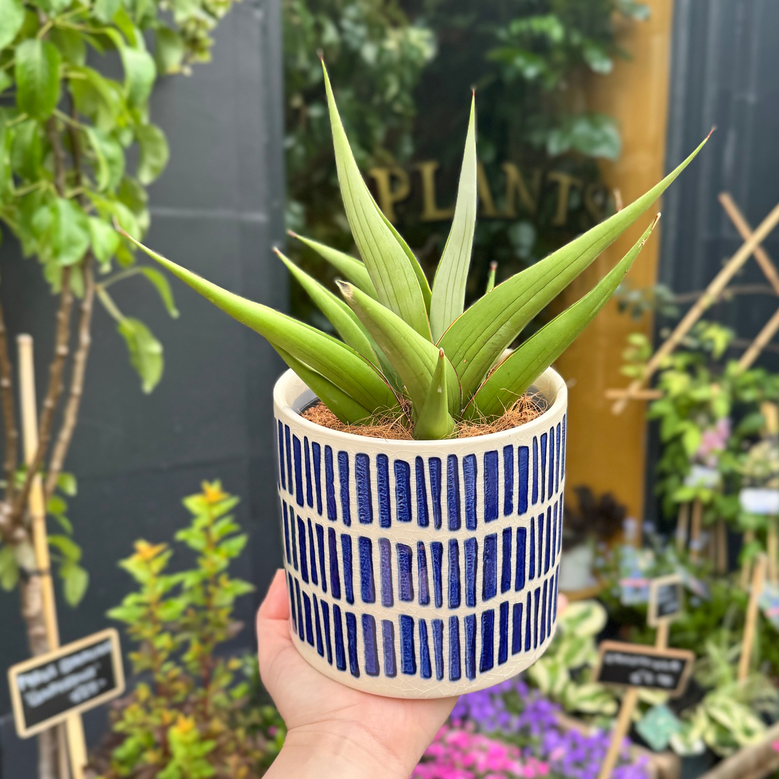 Blue Stripes Plant Pot | 14cm