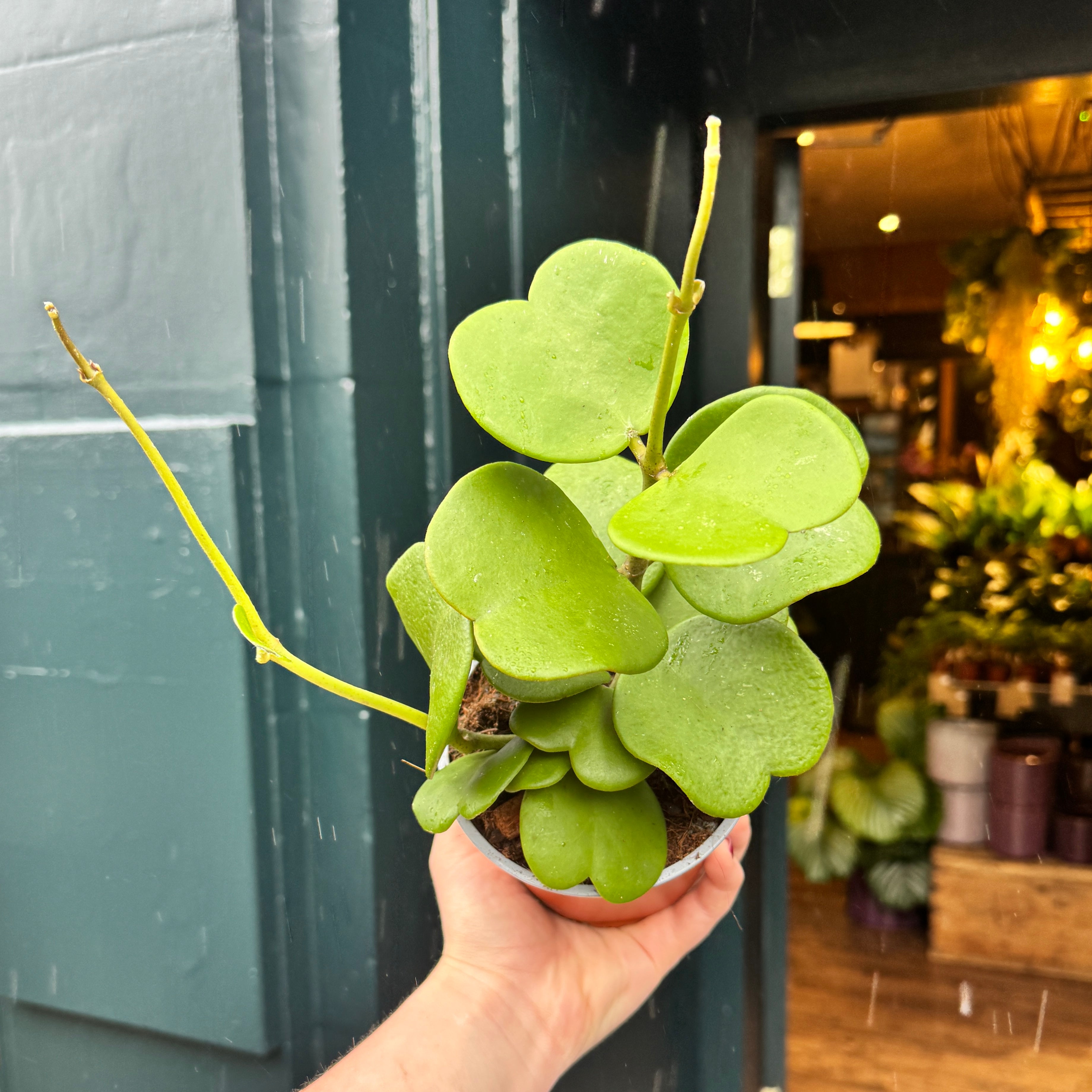 Hoya kerrii (Vining Form)