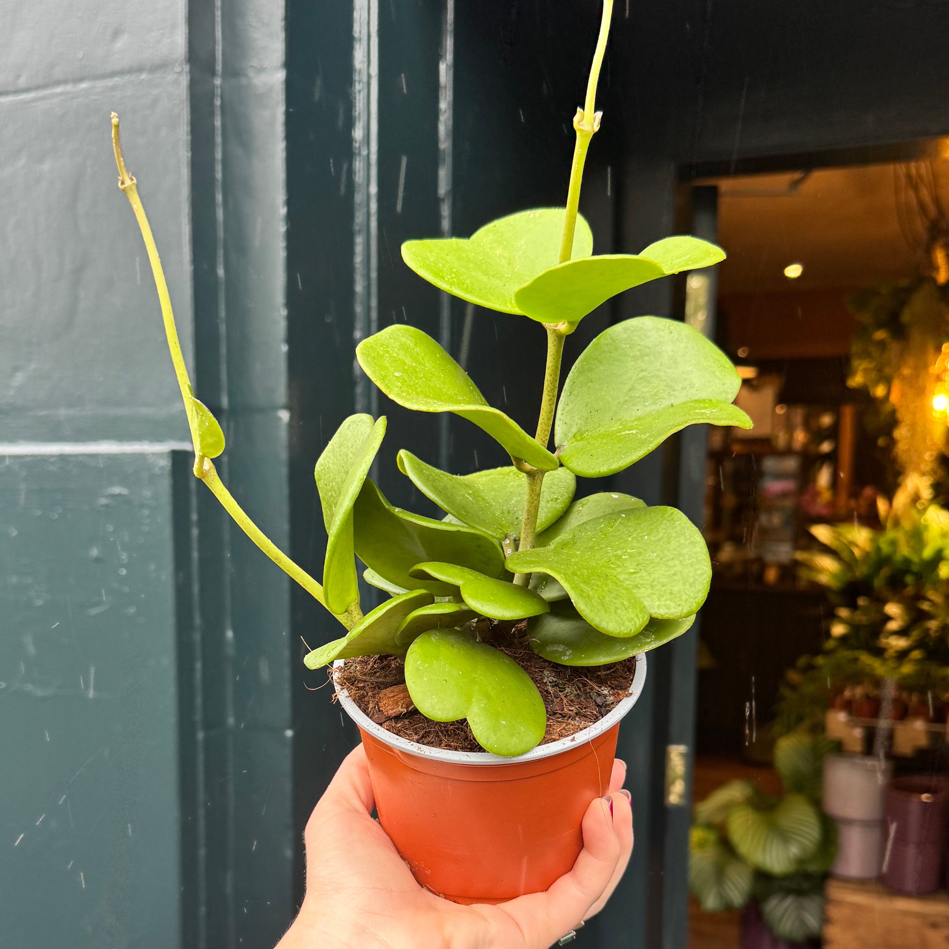 Hoya kerrii (Vining Form)