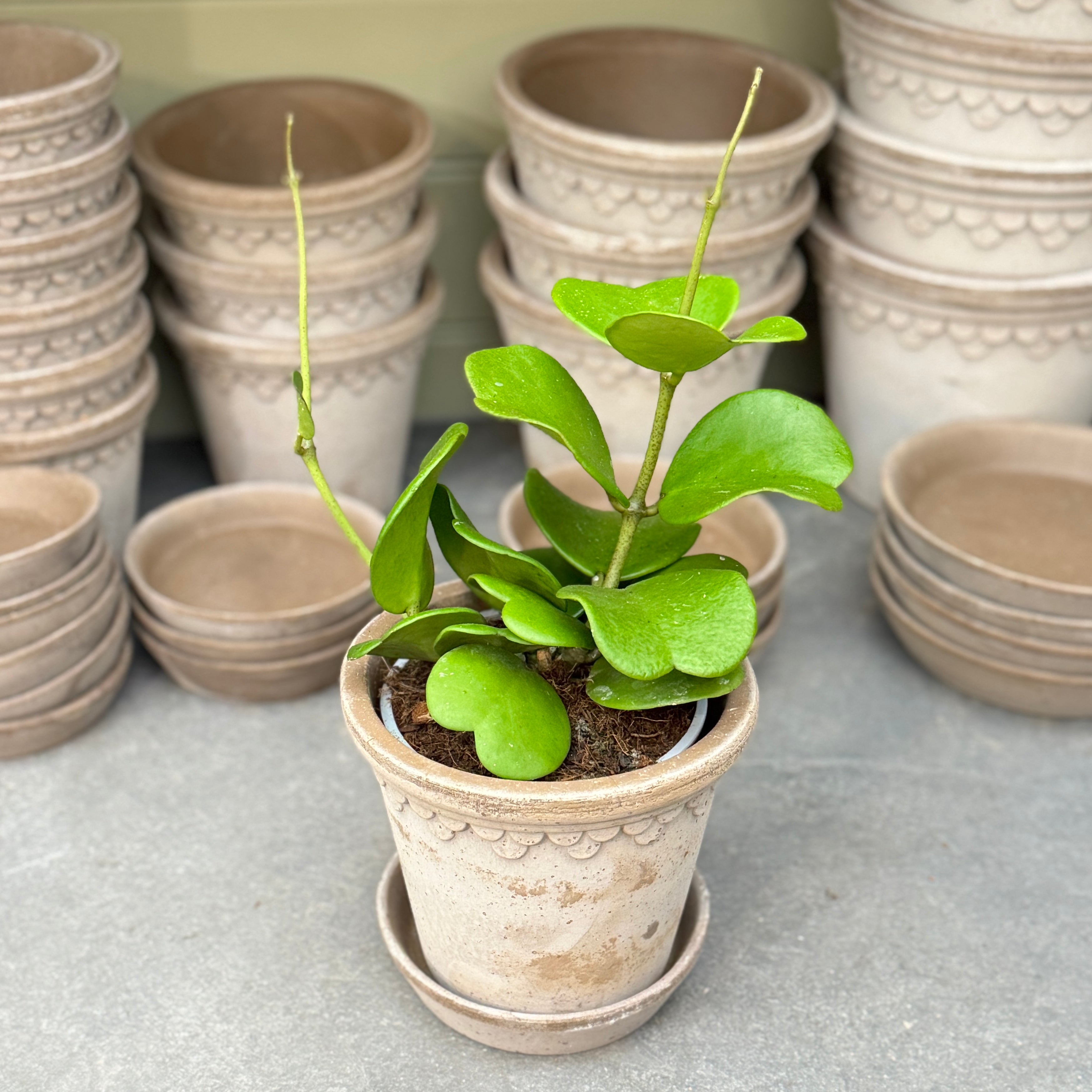 Hoya kerrii (Vining Form)
