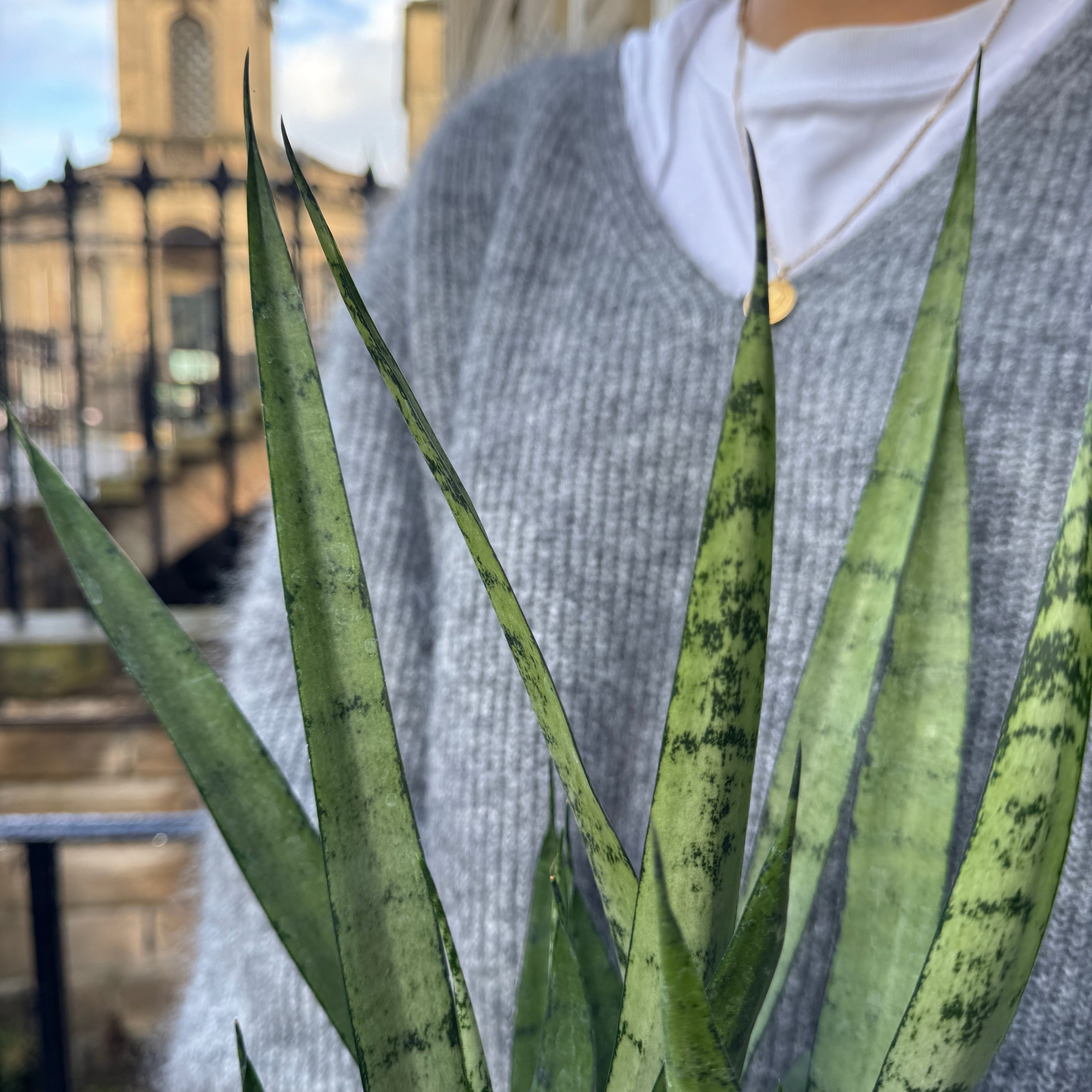 Sansevieria 'Silver Princess'