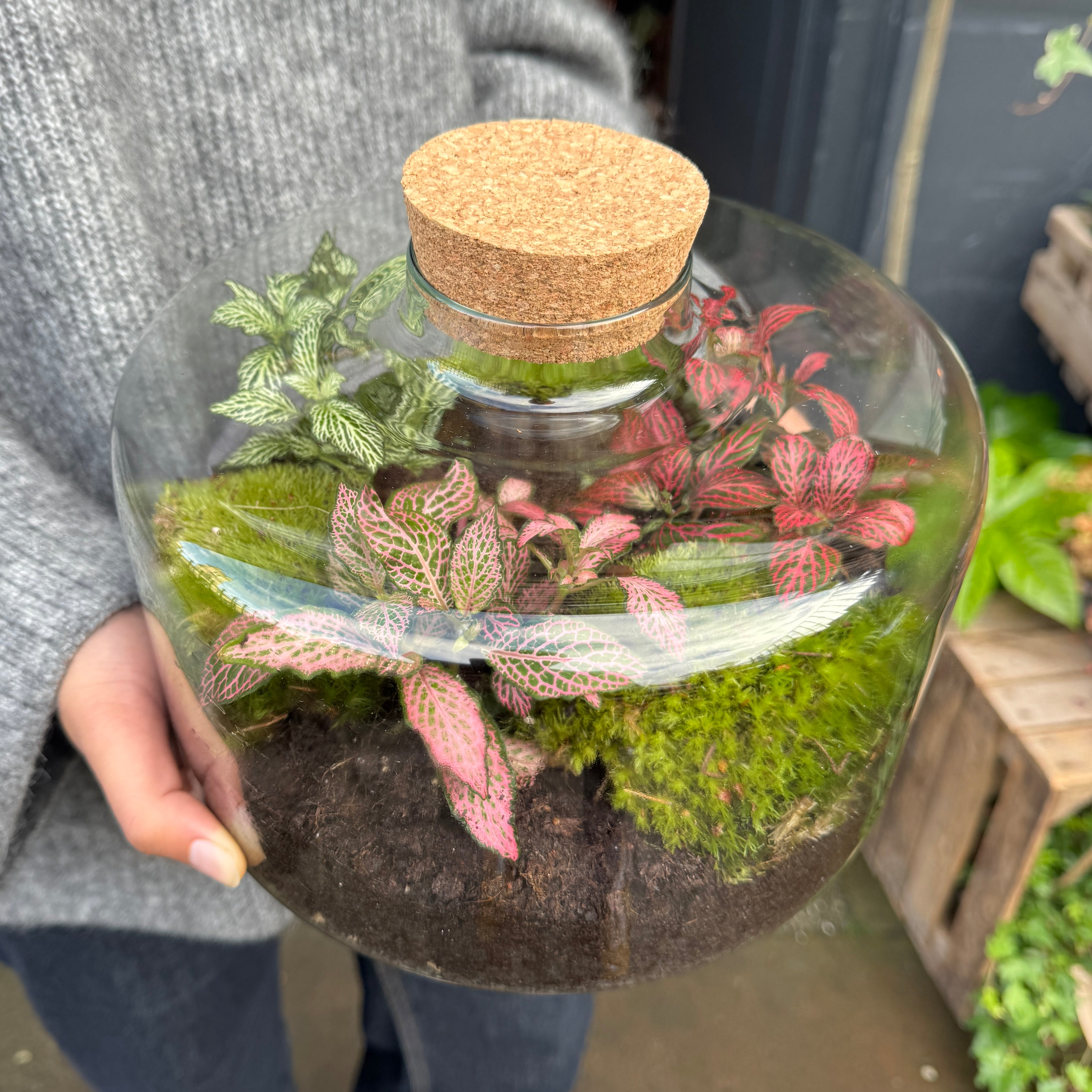 Halo Terrarium