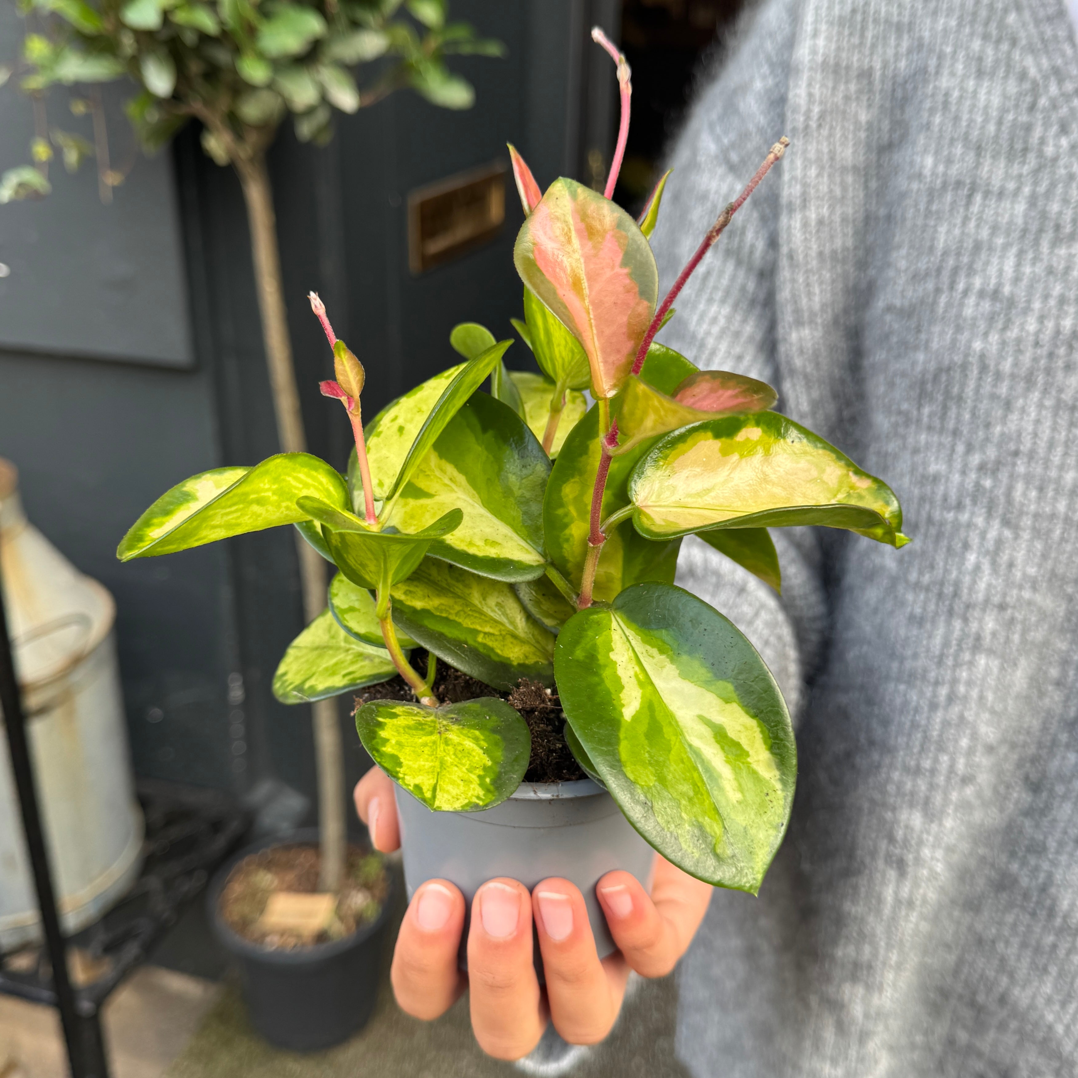Hoya australis ‘Tricolour’