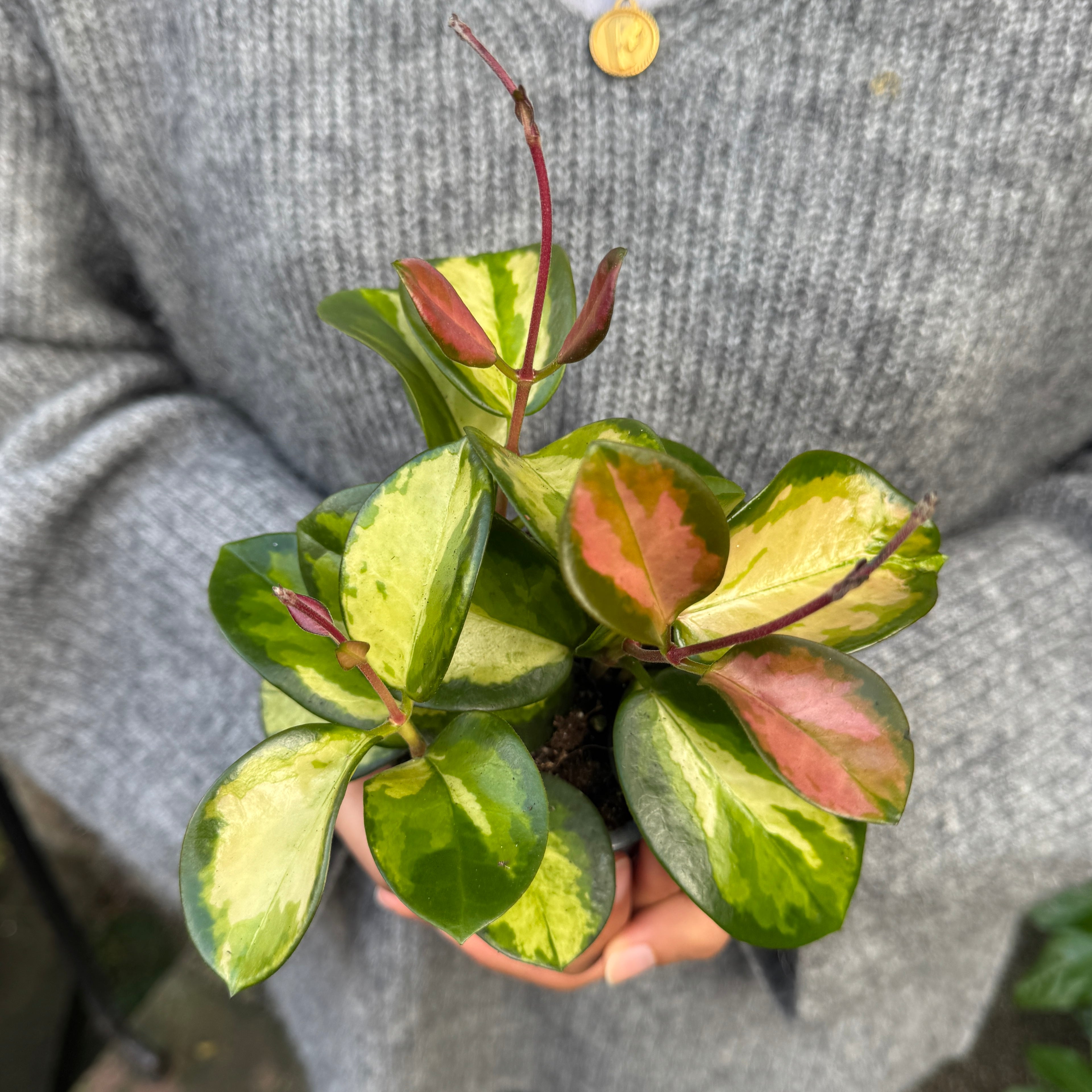Hoya australis ‘Tricolour’