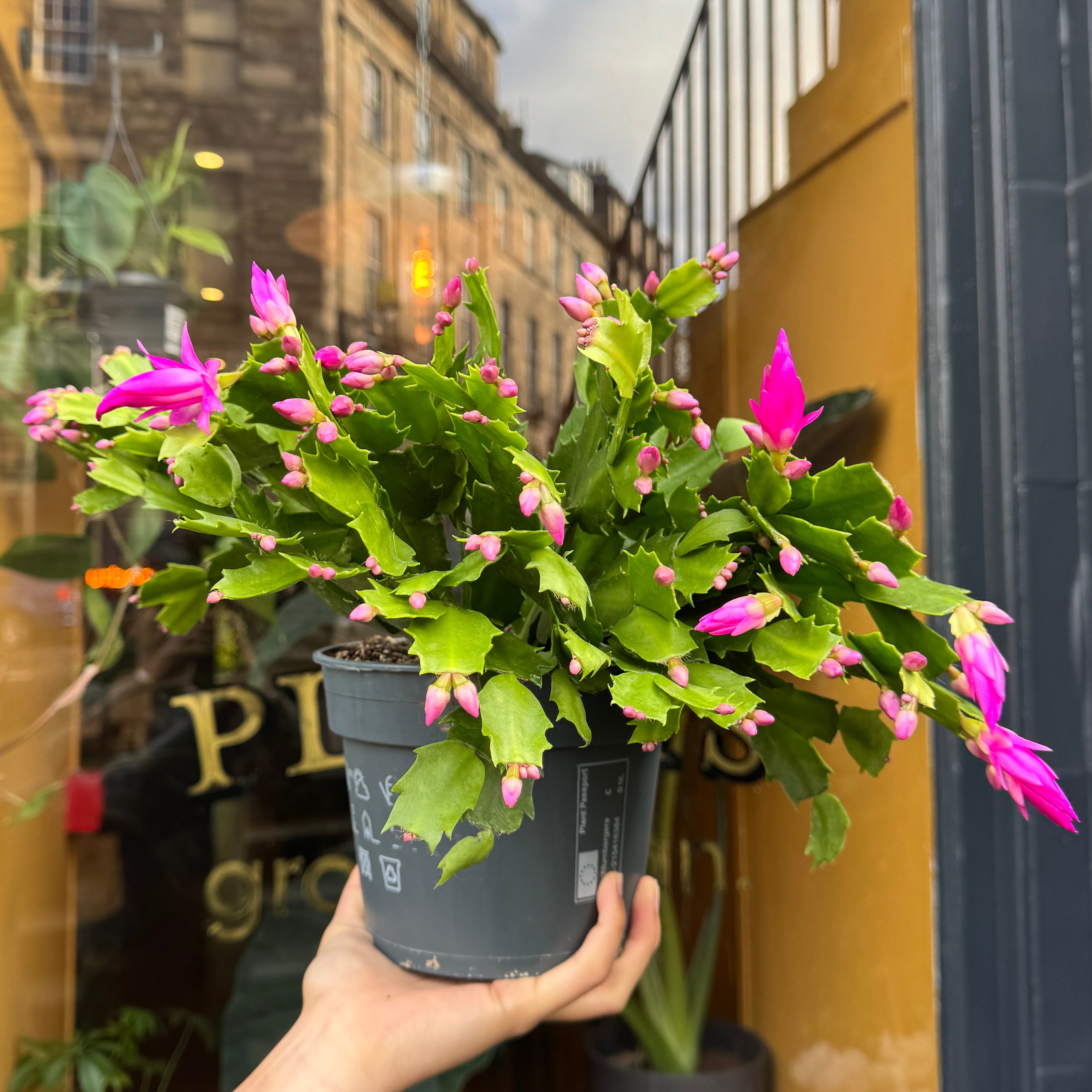 Schlumbergera 'Pink' (17cm pot)