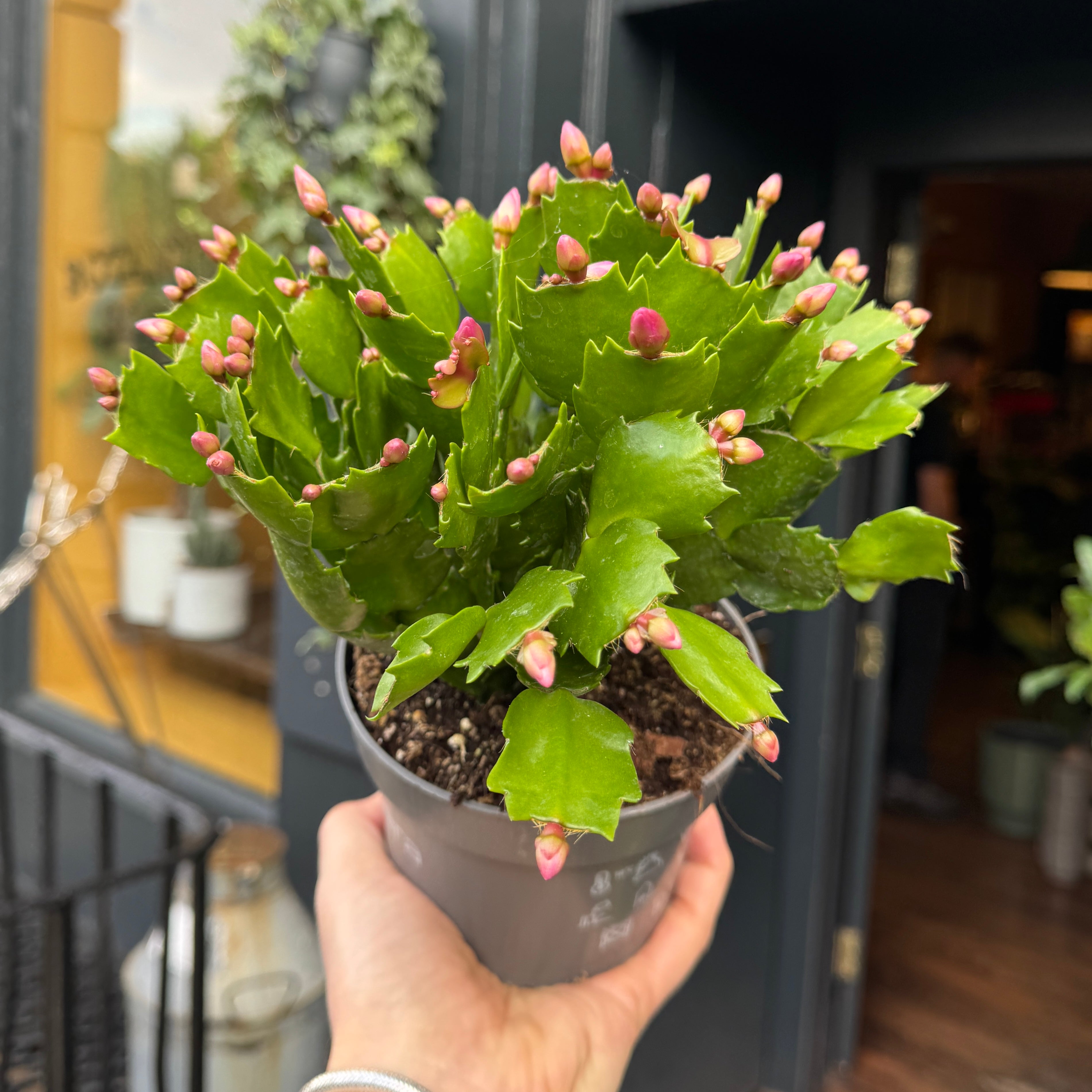 Schlumbergera 'Purple'