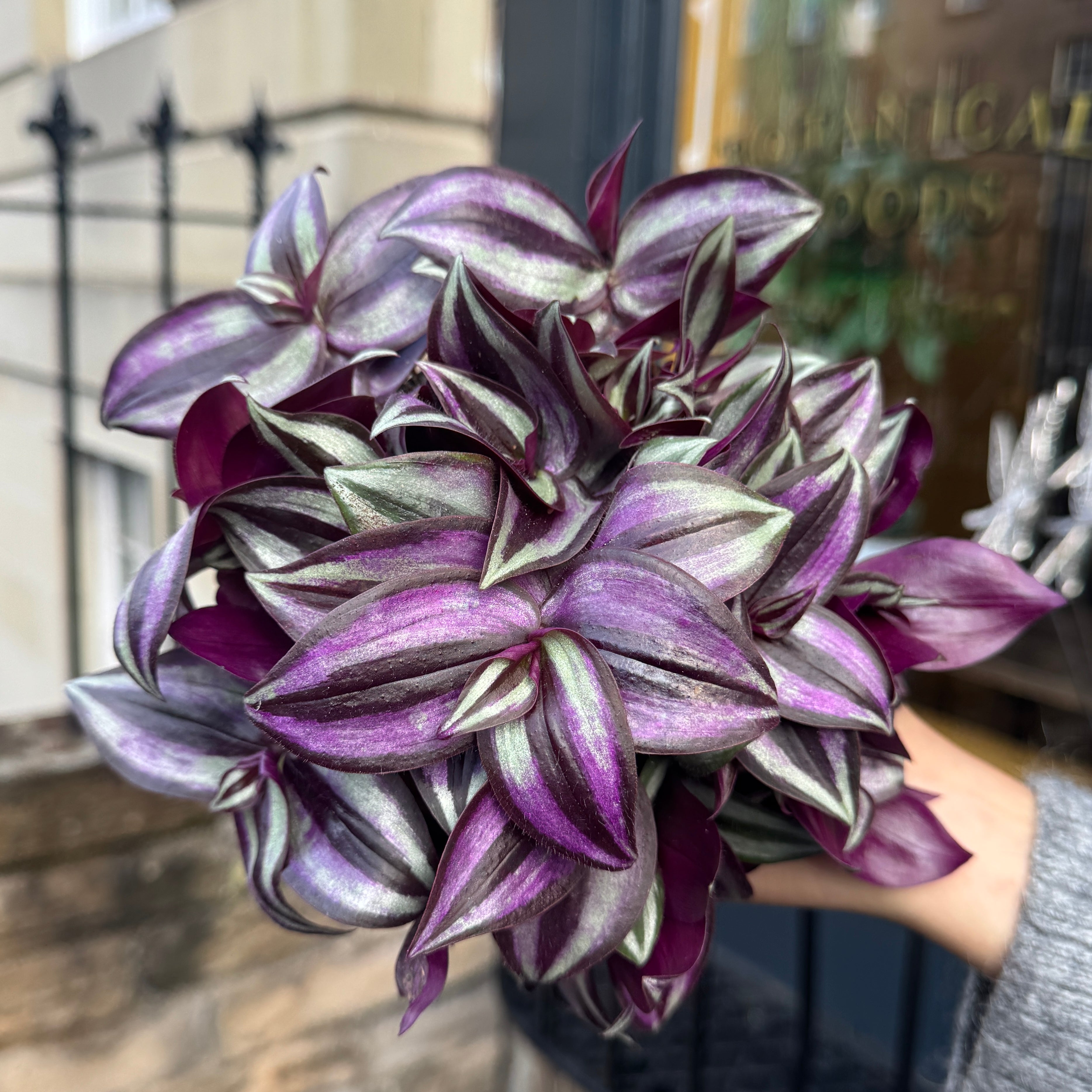 Tradescantia zebrina