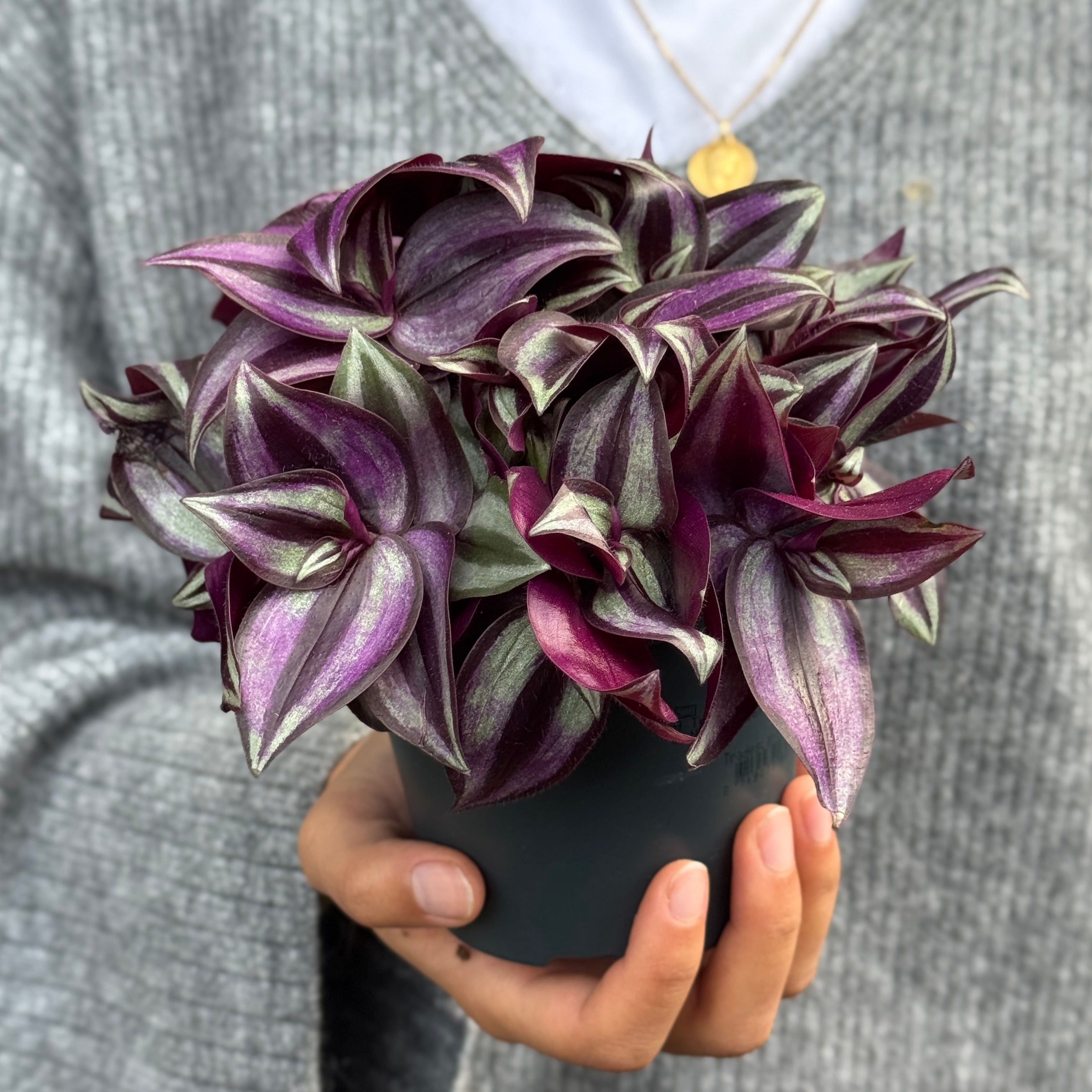 Tradescantia zebrina