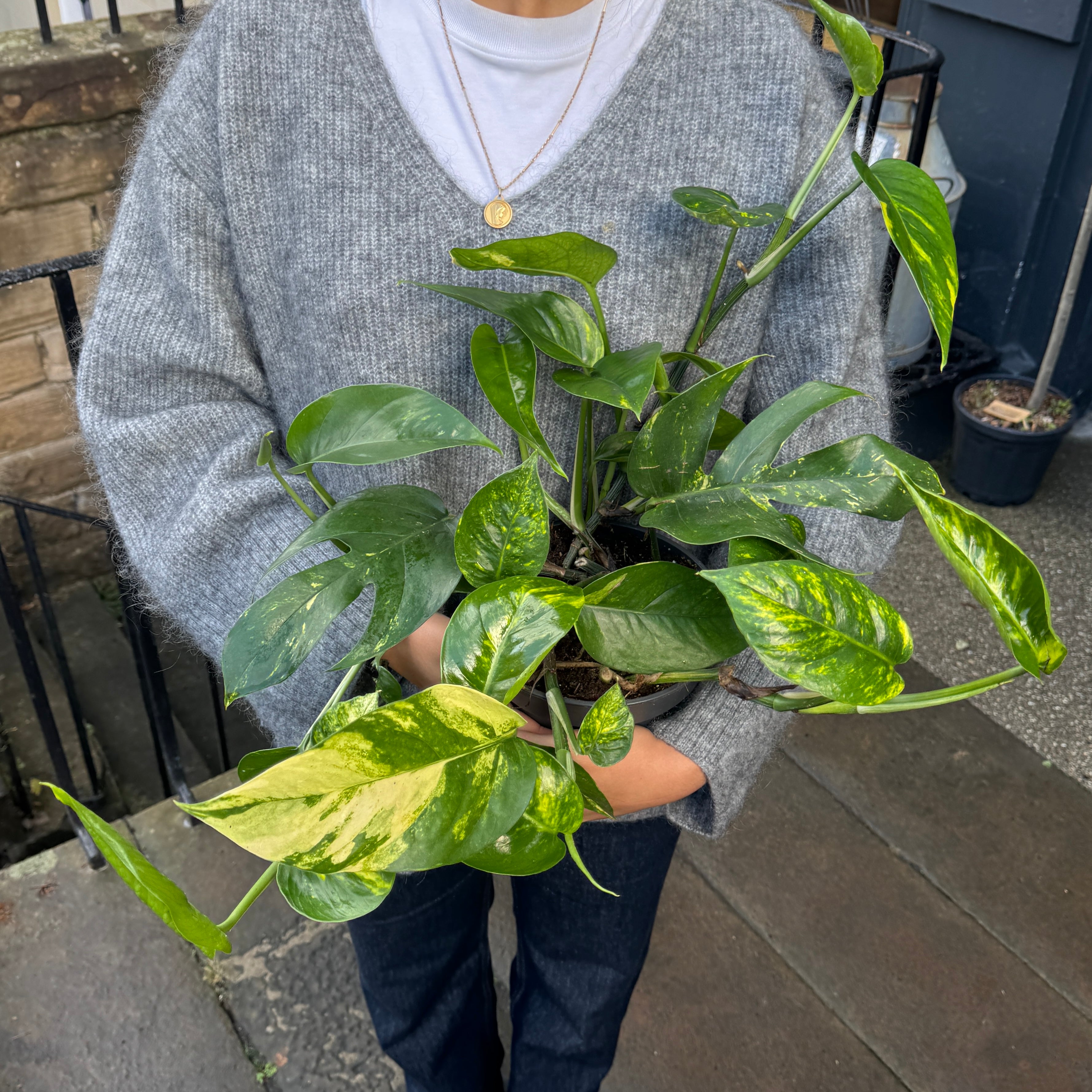 Epipremnum pinnatum ‘Cintho'