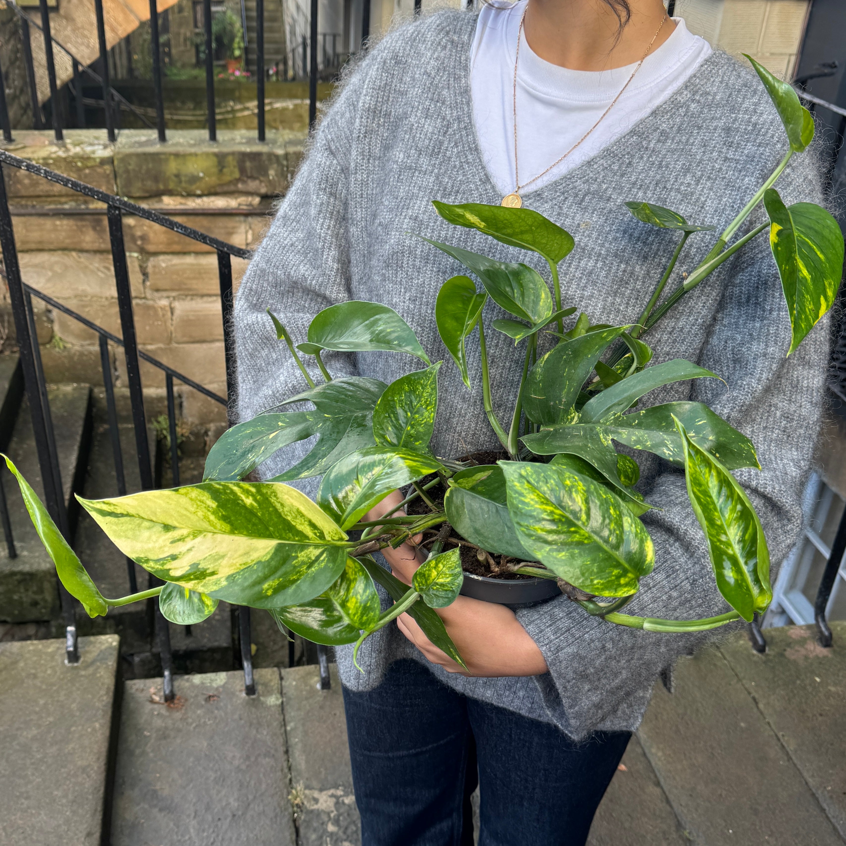 Epipremnum pinnatum ‘Cintho'