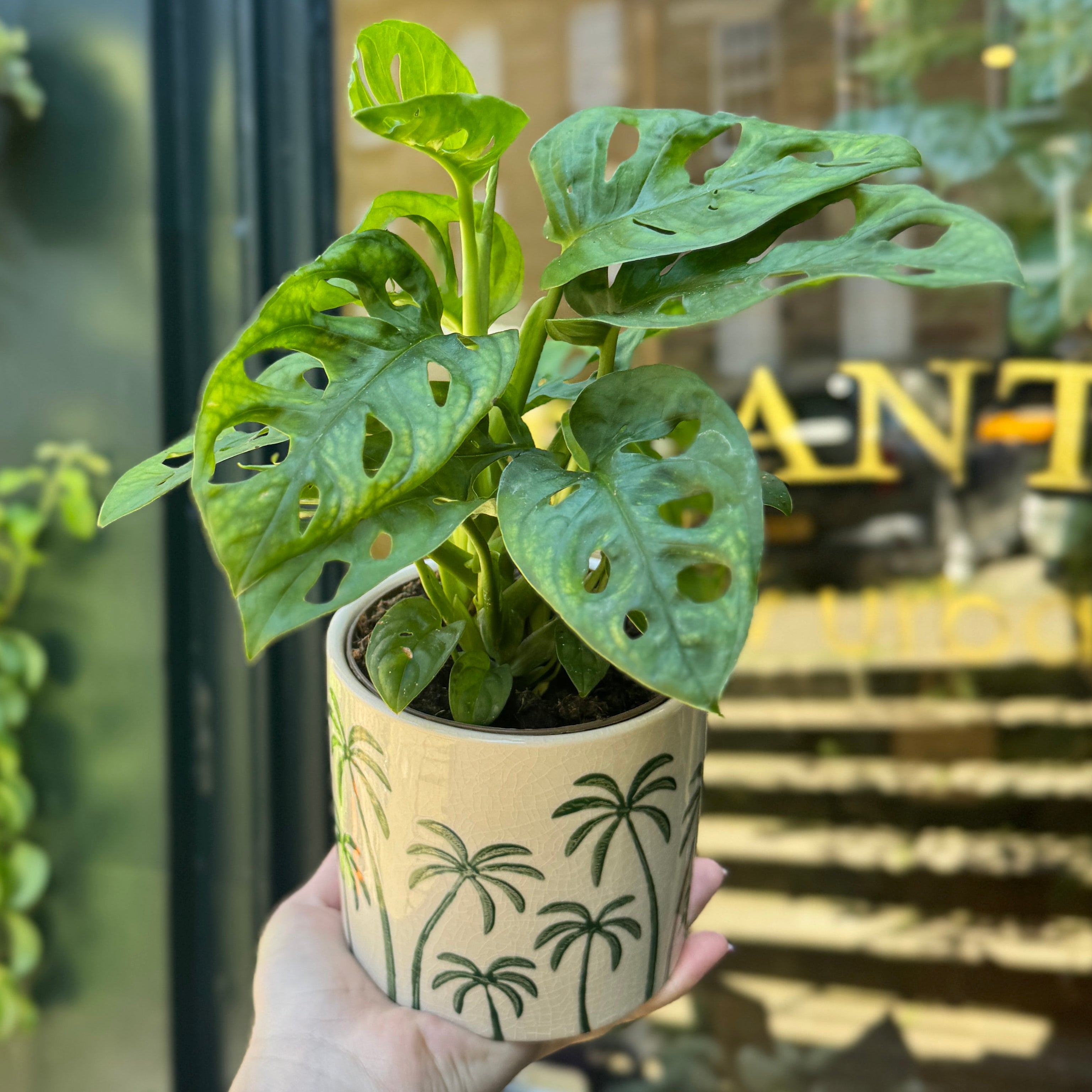 Green Palm Trees Plant Pot | 12cm