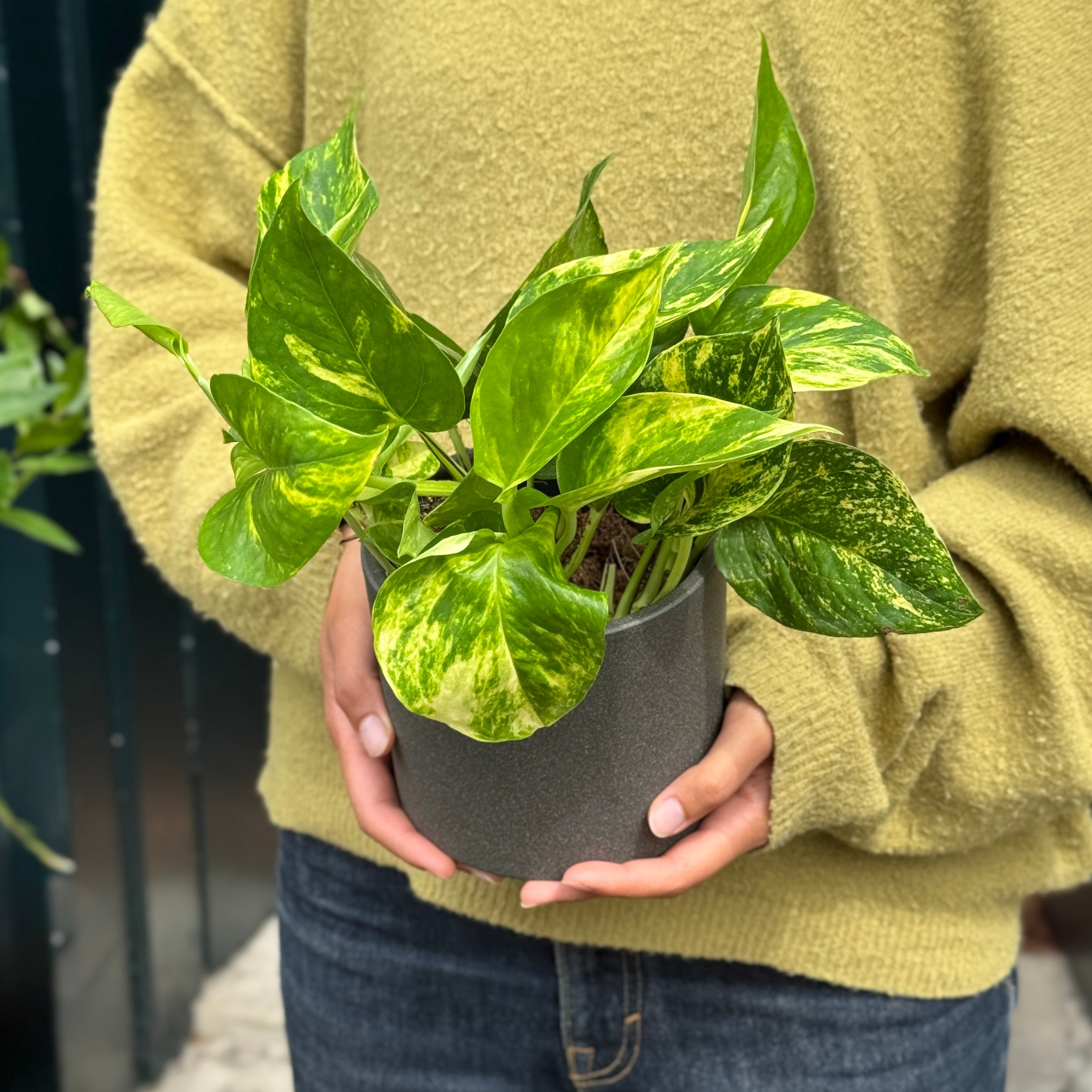 Epipremnum aureum