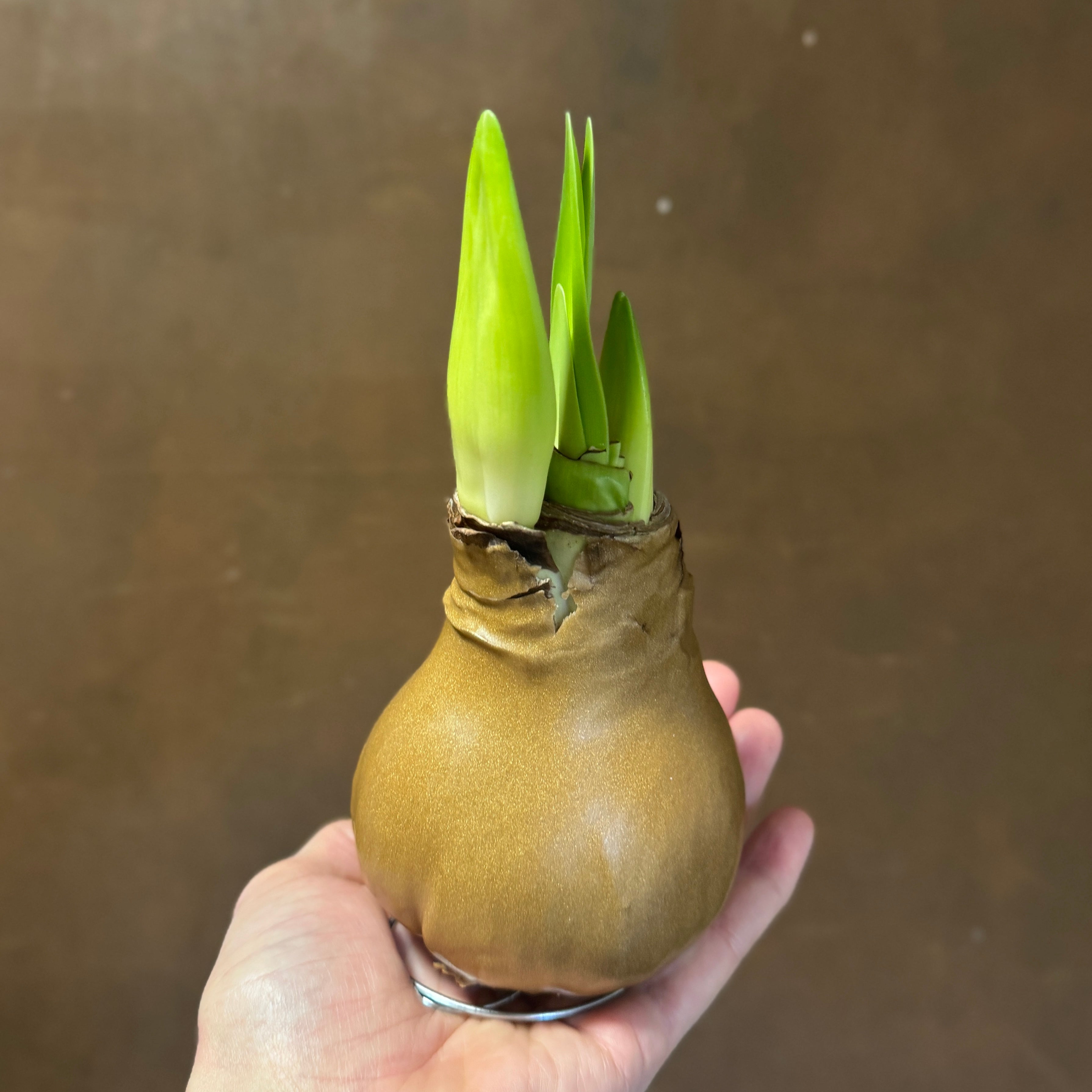 Luxury Wax Amaryllis Bulbs