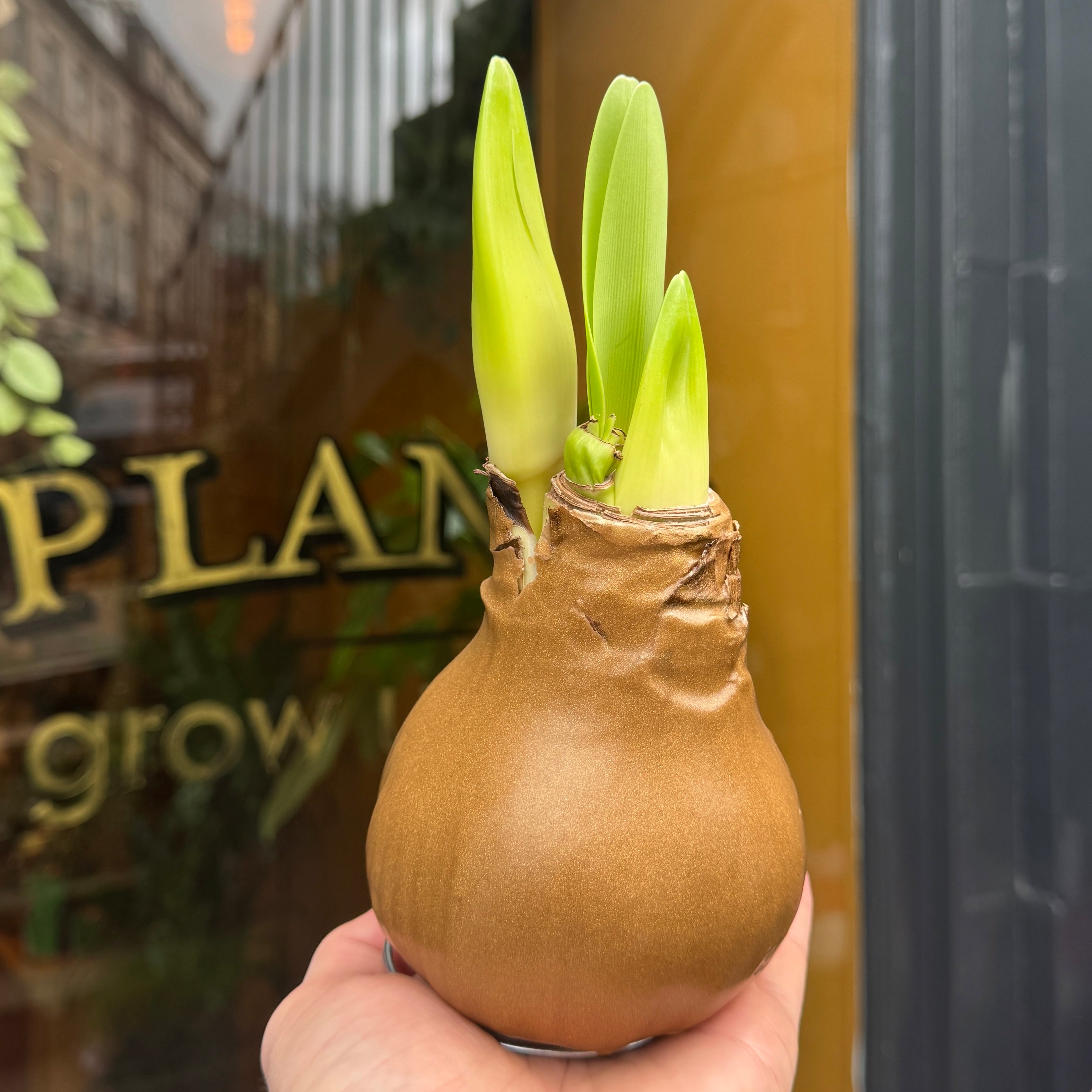 Luxury Wax Amaryllis Bulbs