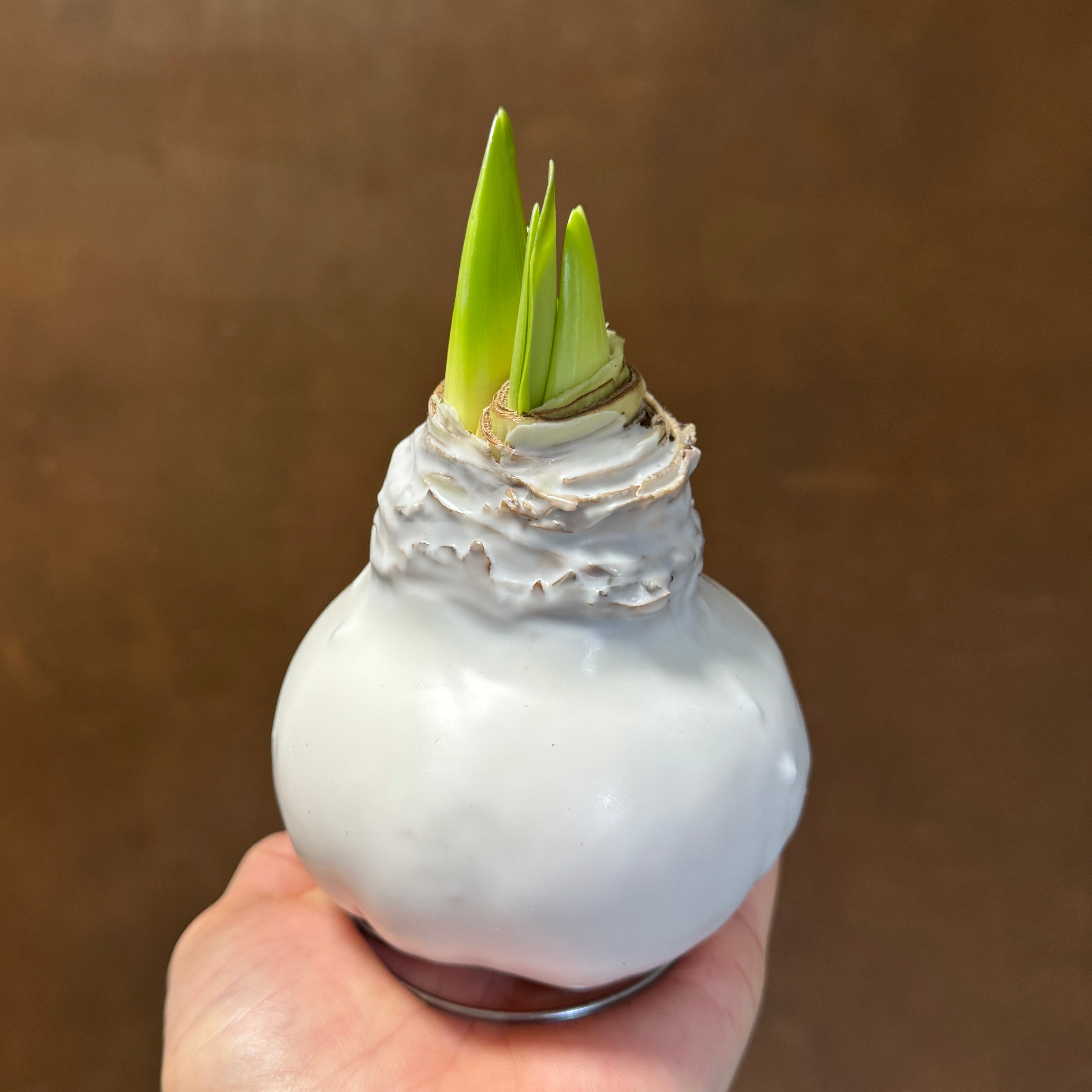 Luxury Wax Amaryllis Bulbs