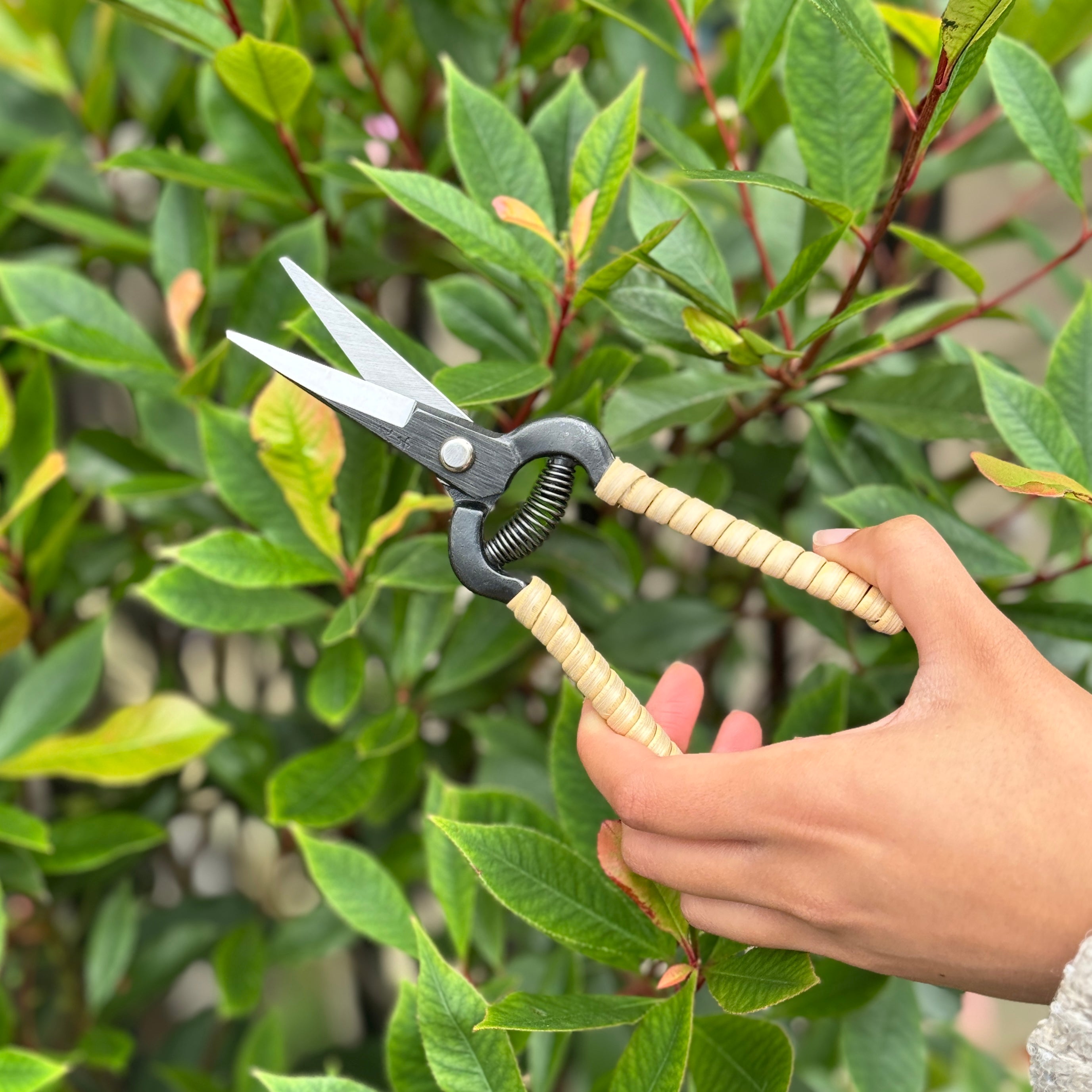 Niwaki Rattan Snips