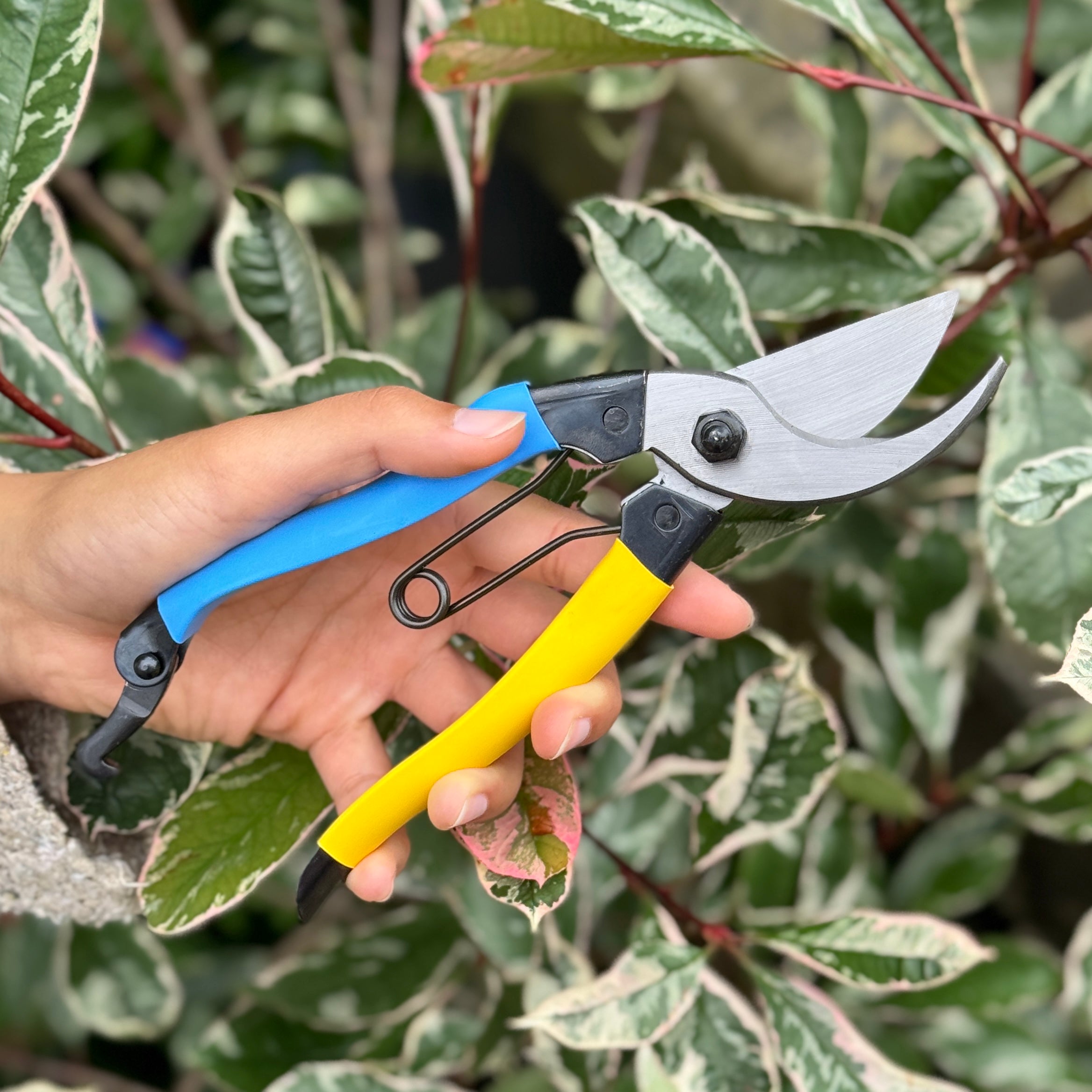 Niwaki Mainichi Left-Handed Secateurs