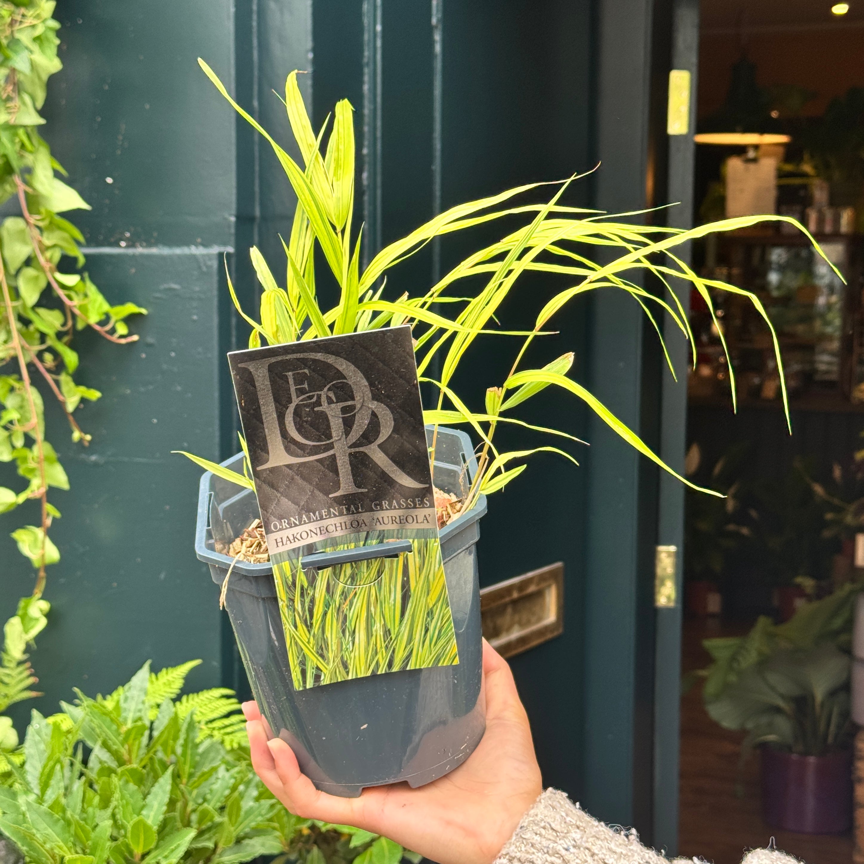 Hakonechloa macra 'Aureola'