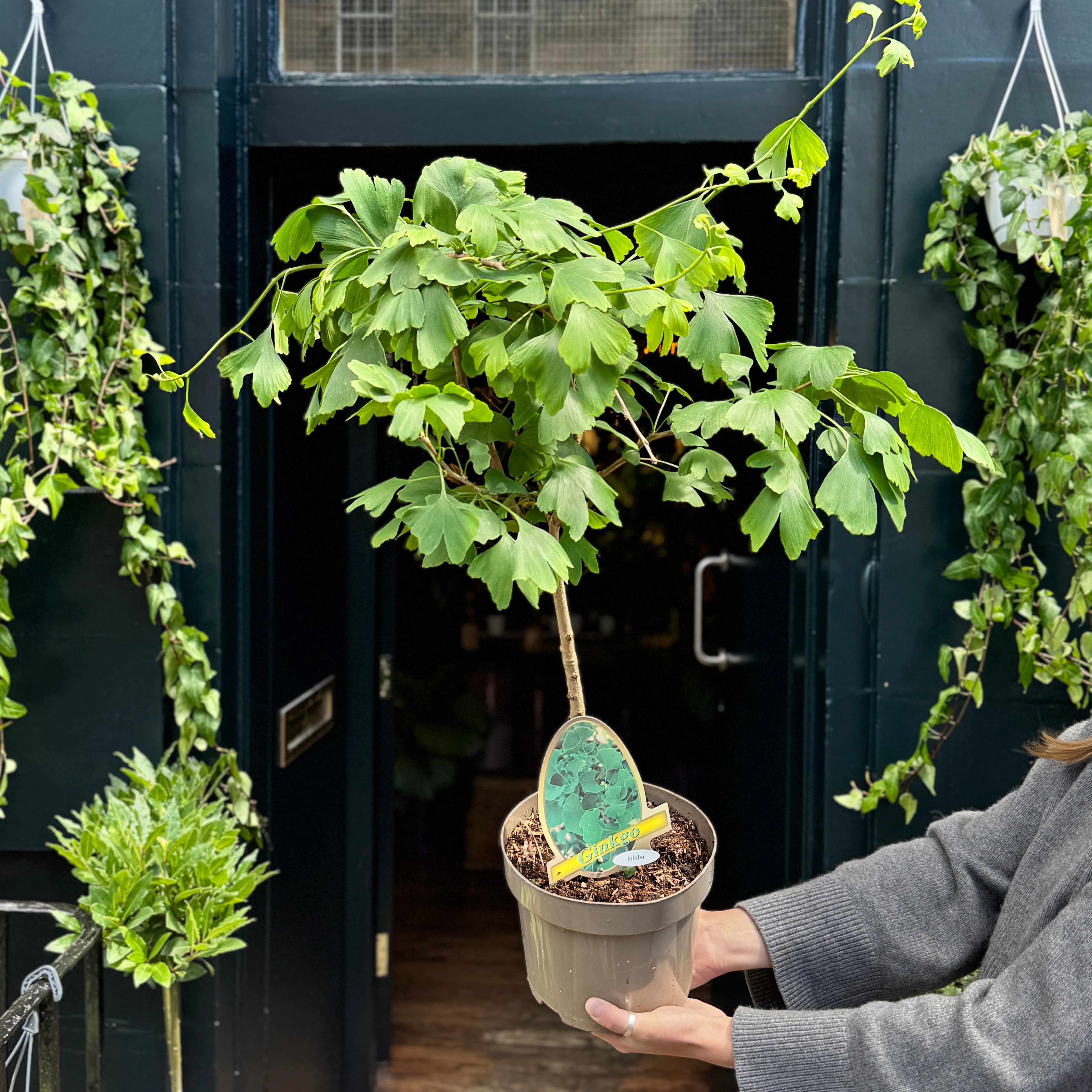 A person holds a potted Ginkgo biloba tree indoors, with its distinctive fan-shaped green leaves spreading out. The plant is in a brown plastic pot with a decorative green tag, set against a dark doorway with hanging greenery.