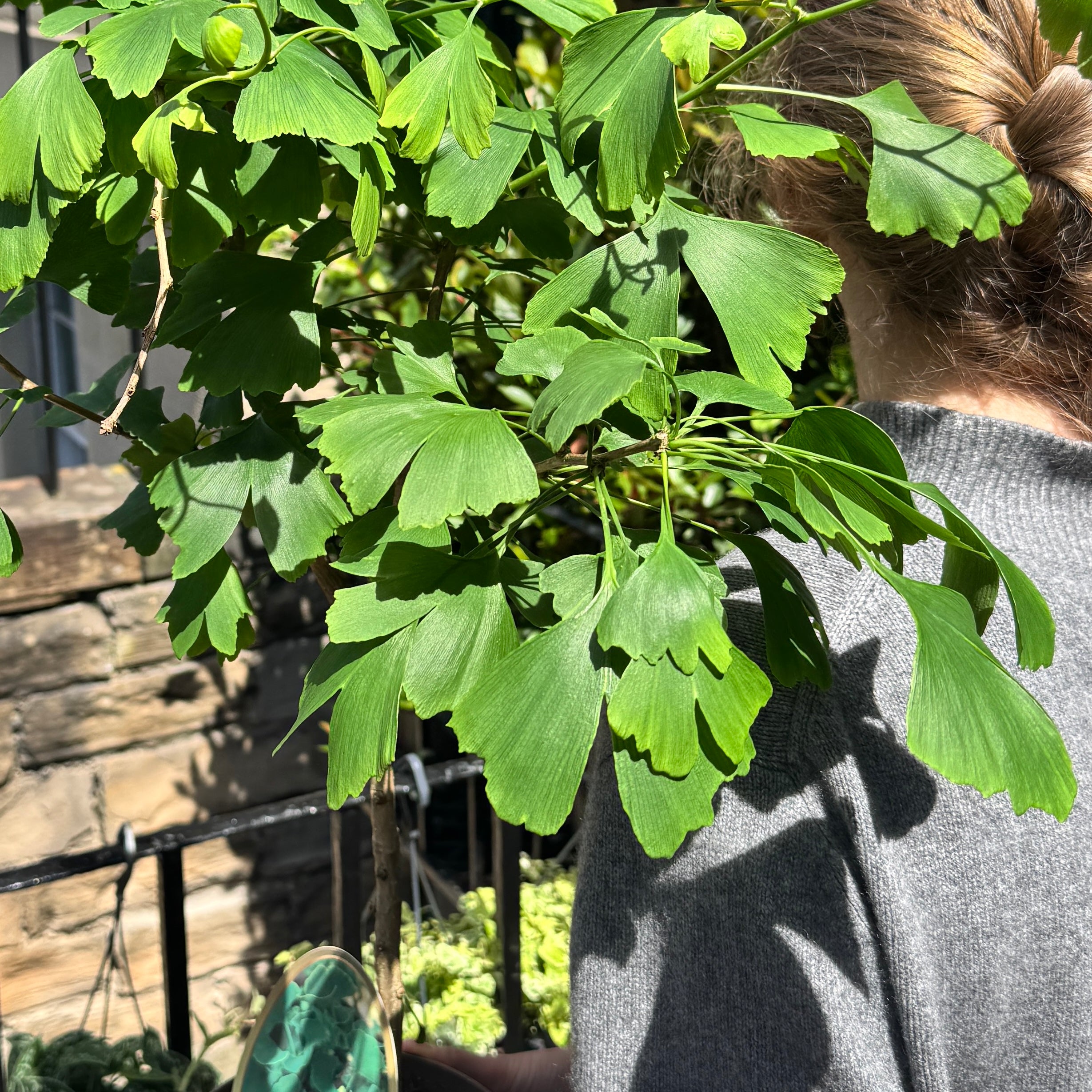 Ginkgo biloba