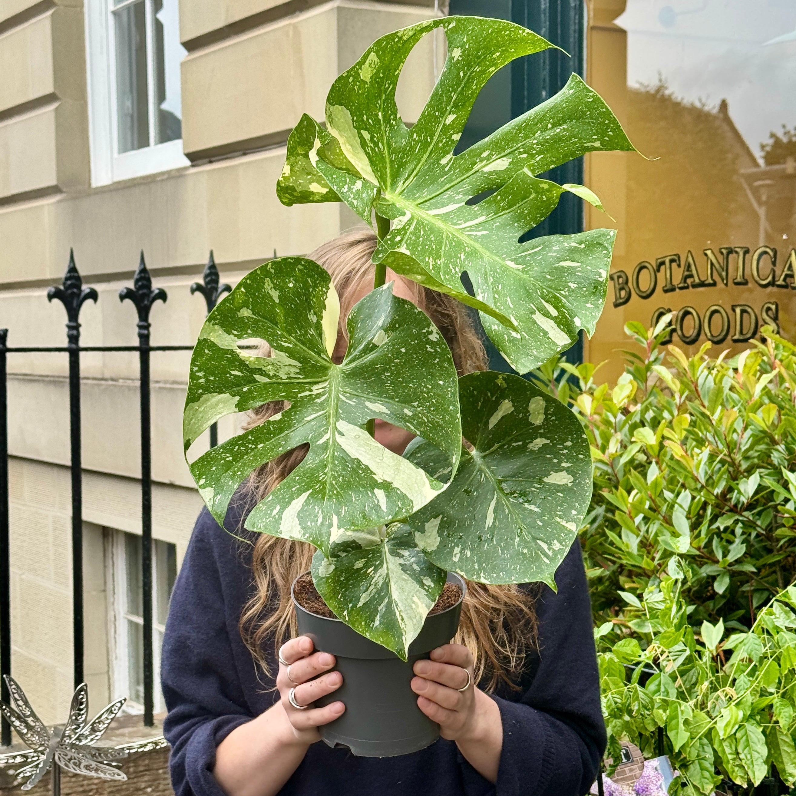 Monstera 'Thai Constellation' (17cm pot)
