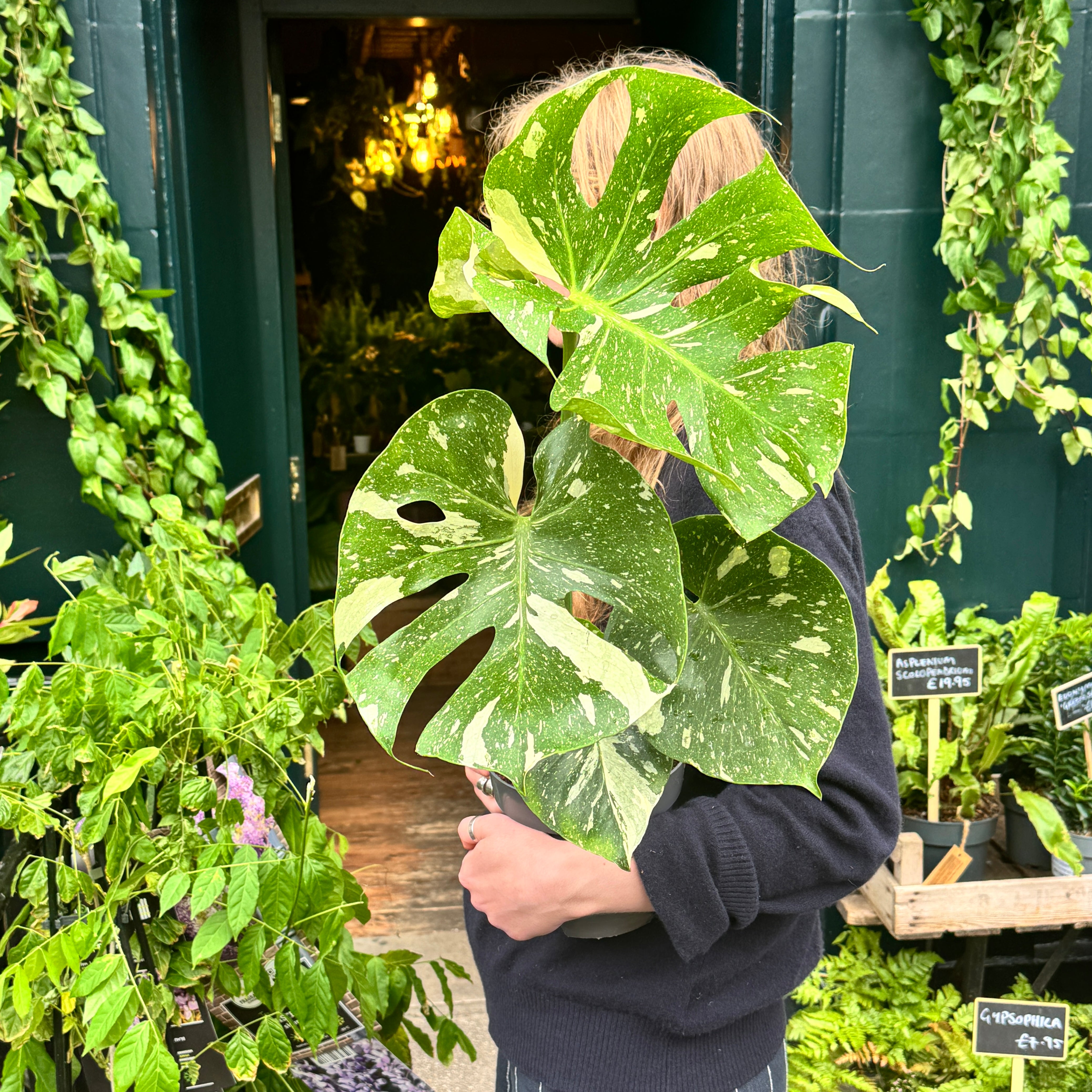 Monstera 'Thai Constellation' (17cm pot)
