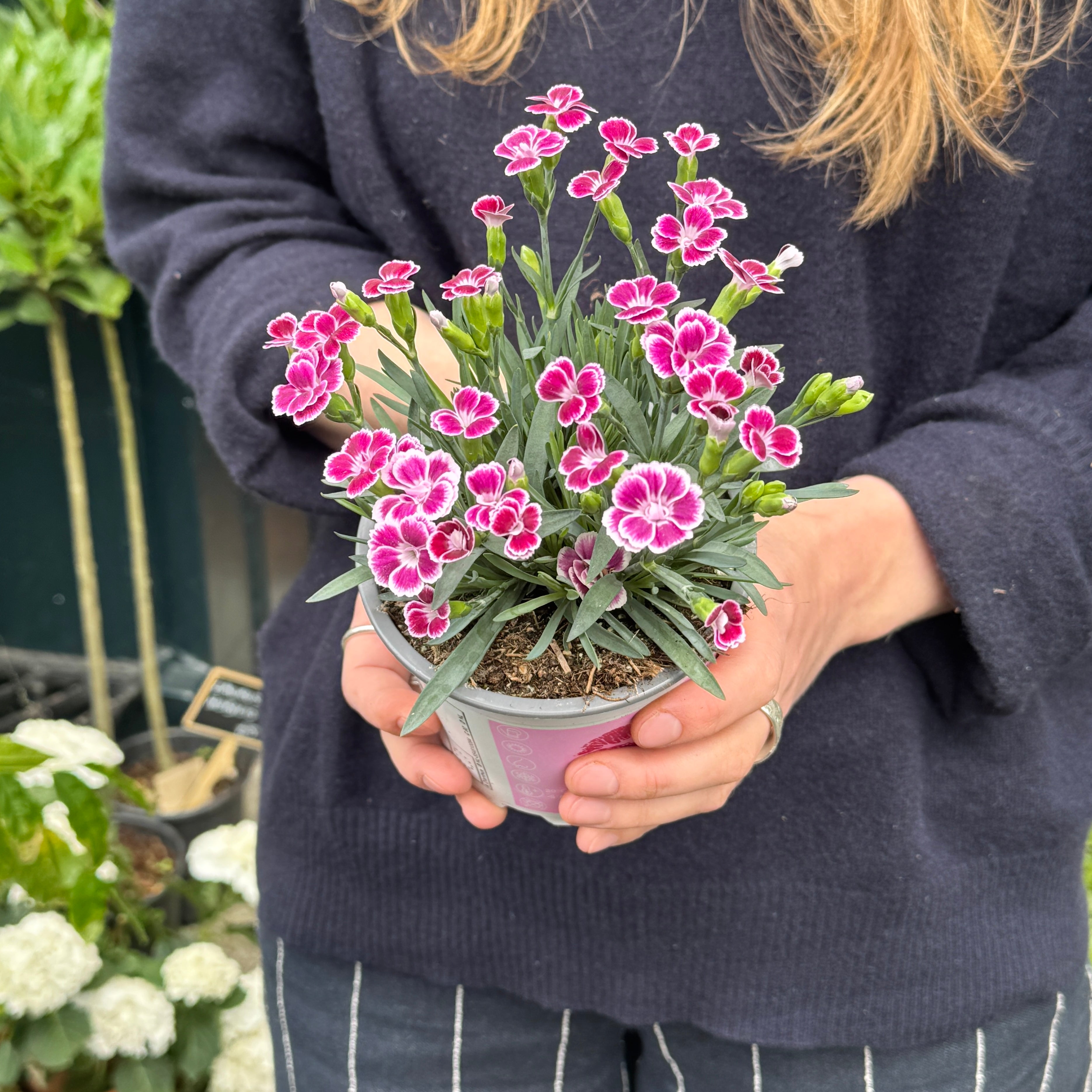 Dianthus 'Pink Kisses' (12cm pot)