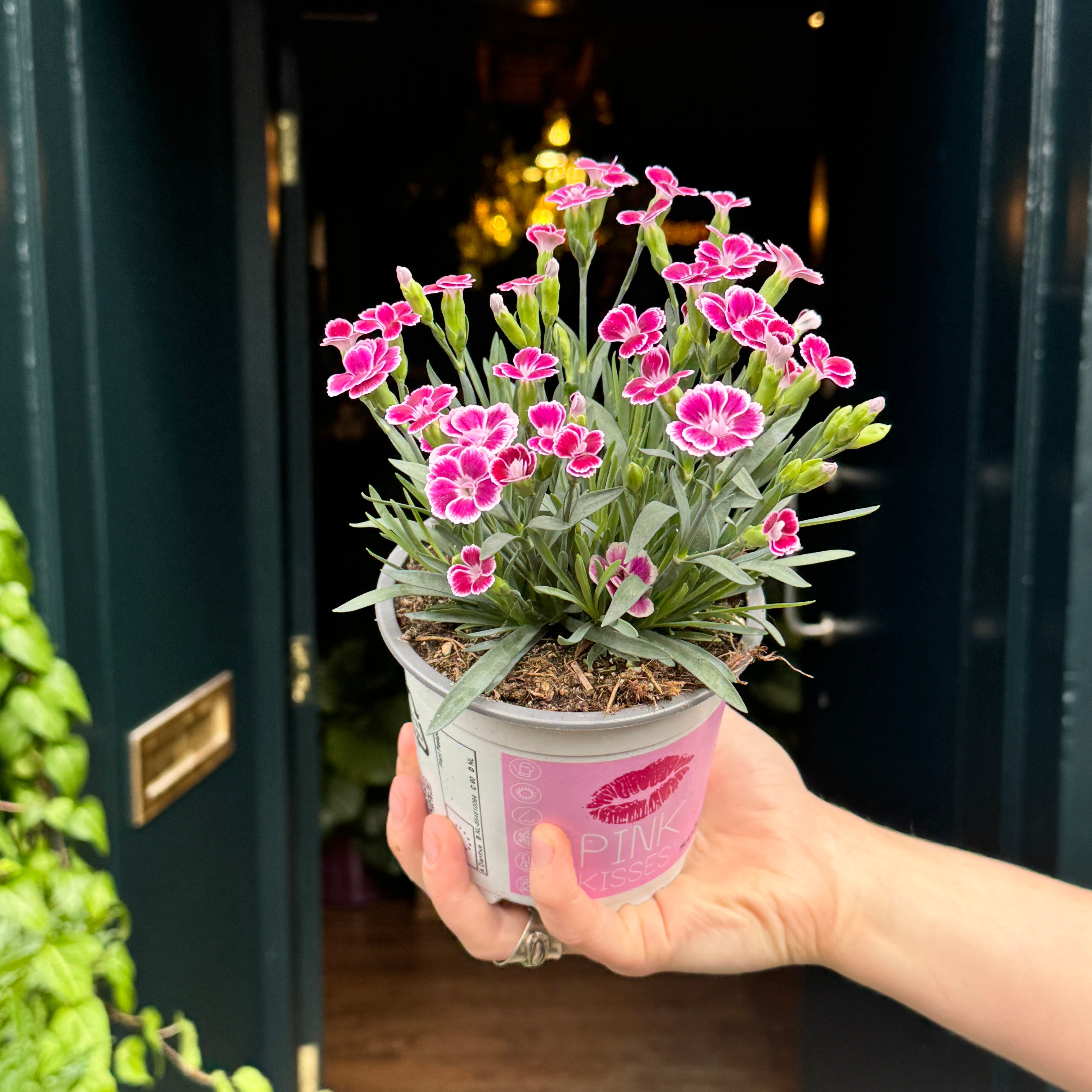 Dianthus 'Pink Kisses' (12cm pot)
