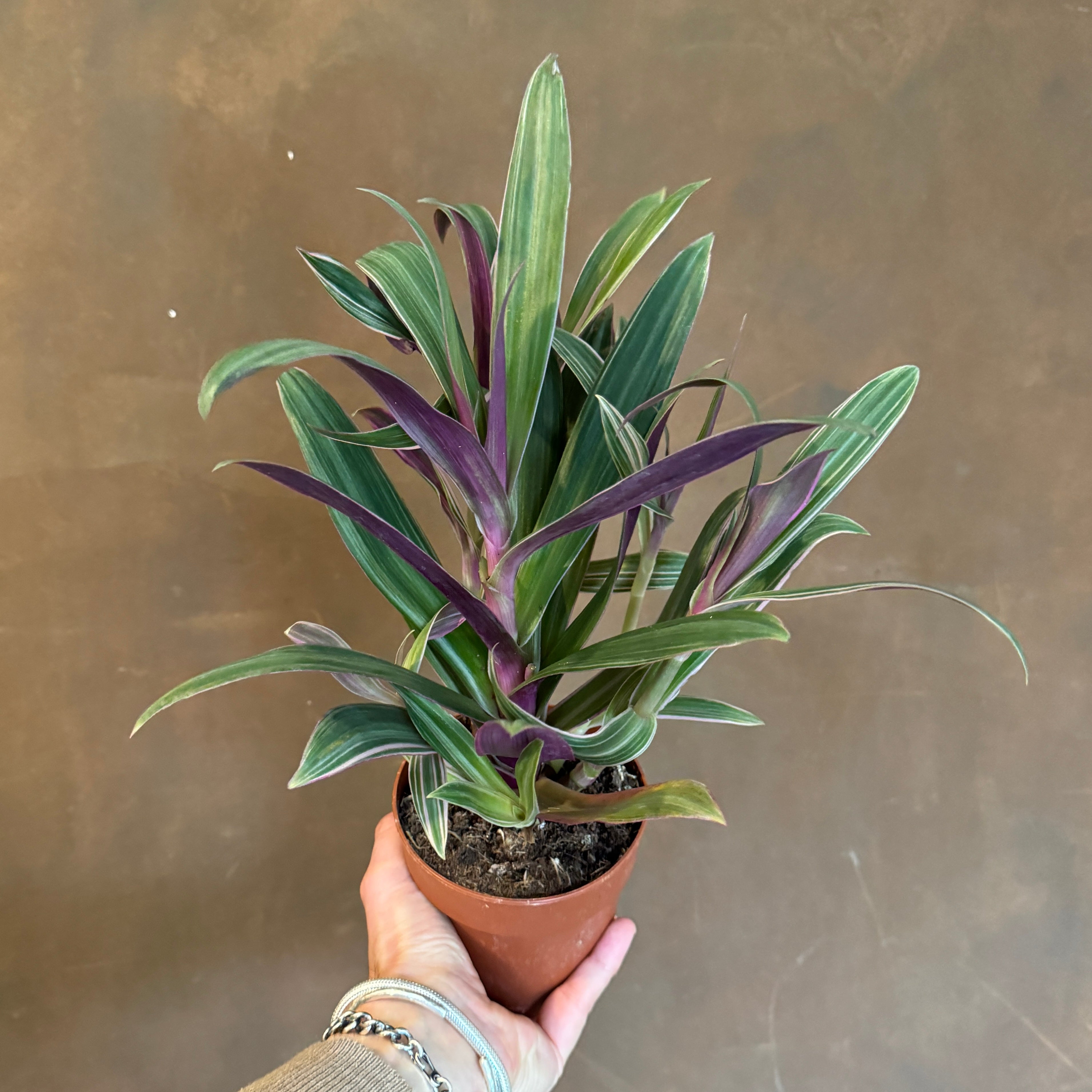 Tradescantia ‘Sitara’