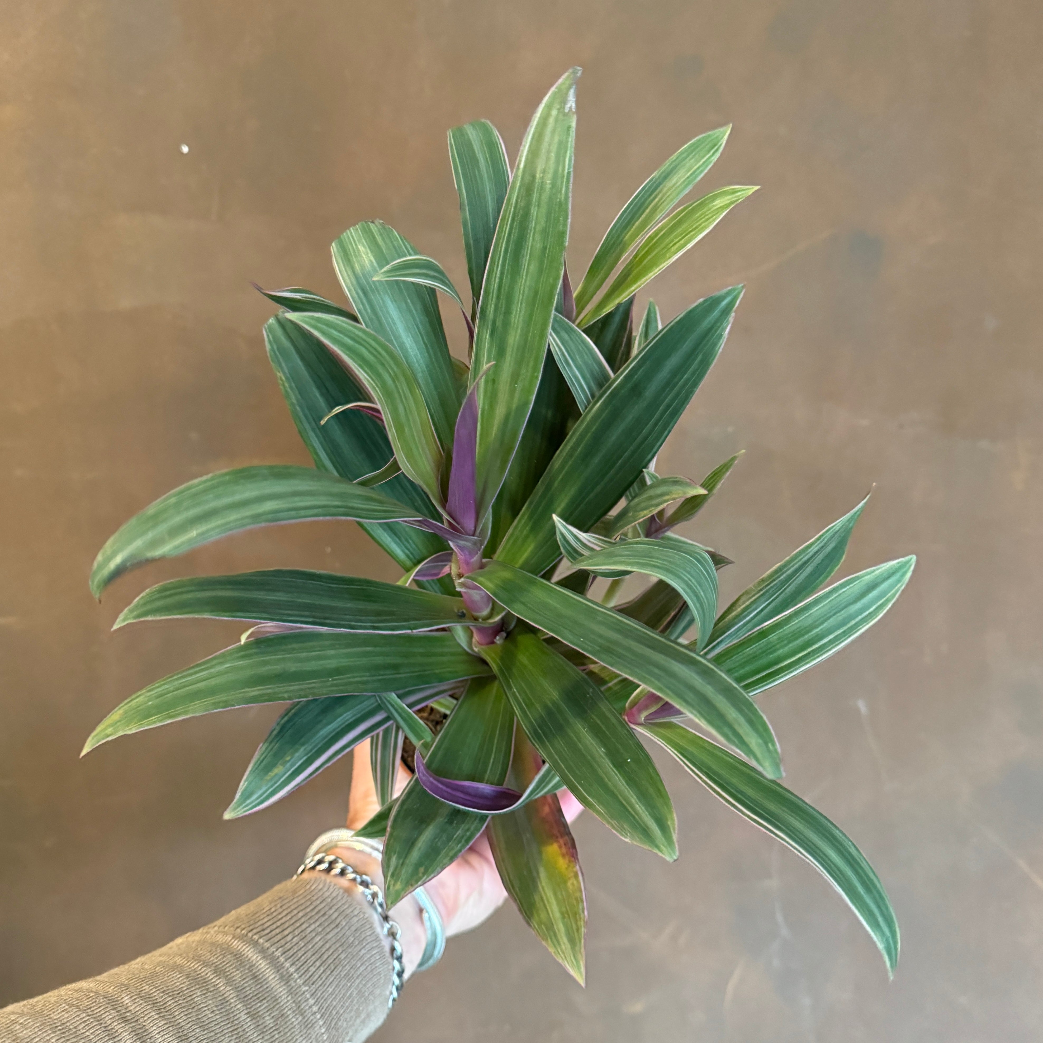 Tradescantia ‘Sitara’