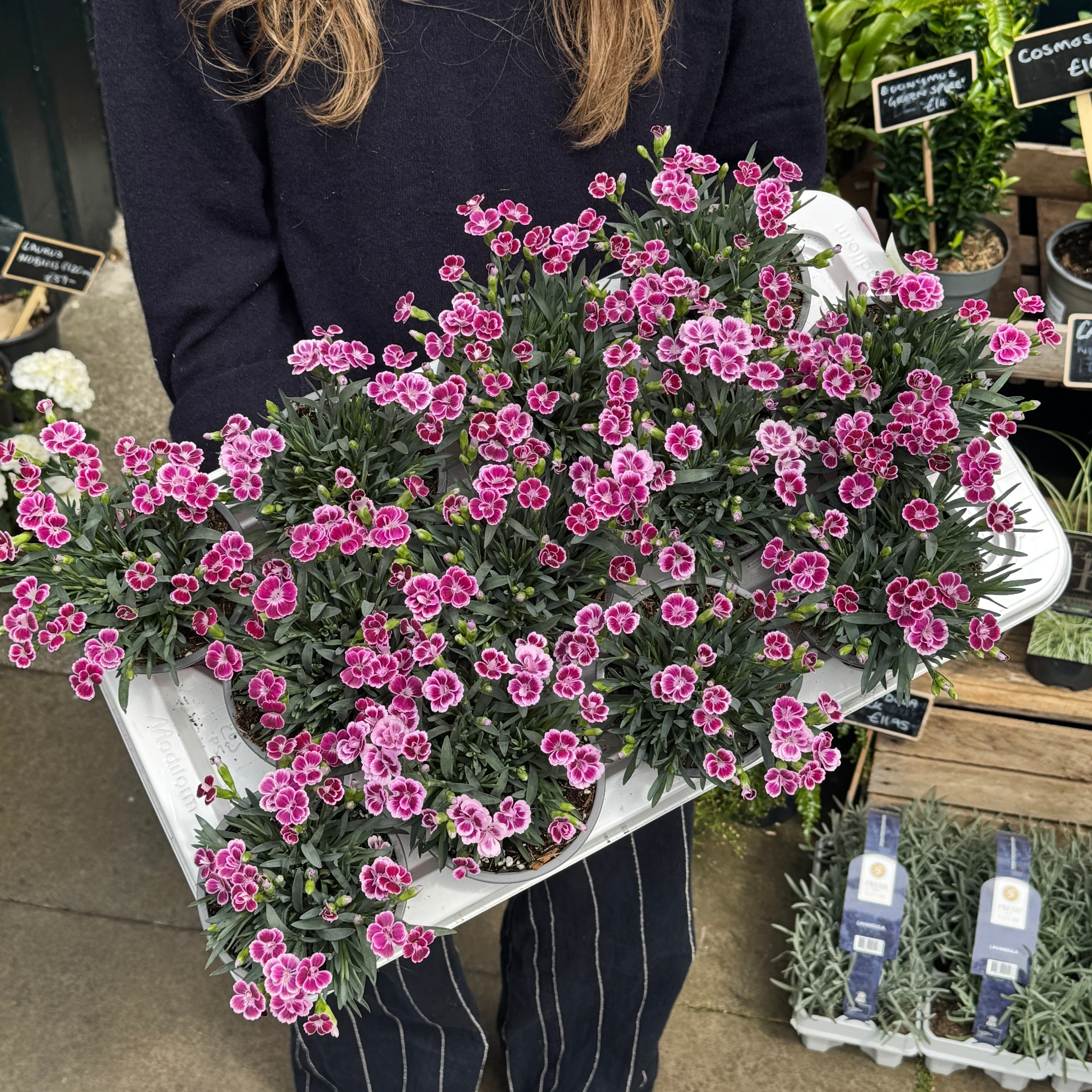 Dianthus 'Pink Kisses' (12cm pot)