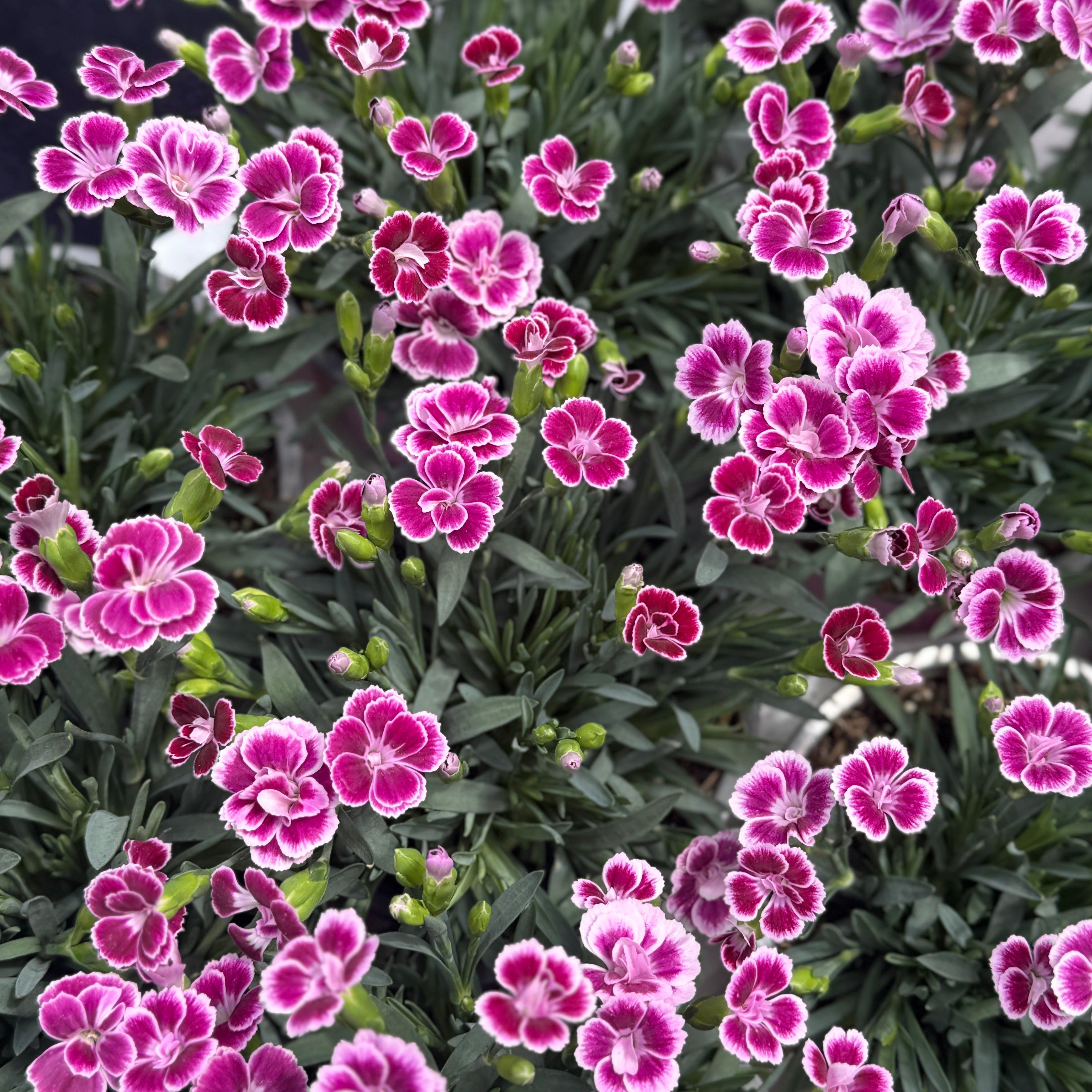 Dianthus 'Pink Kisses' (12cm pot)