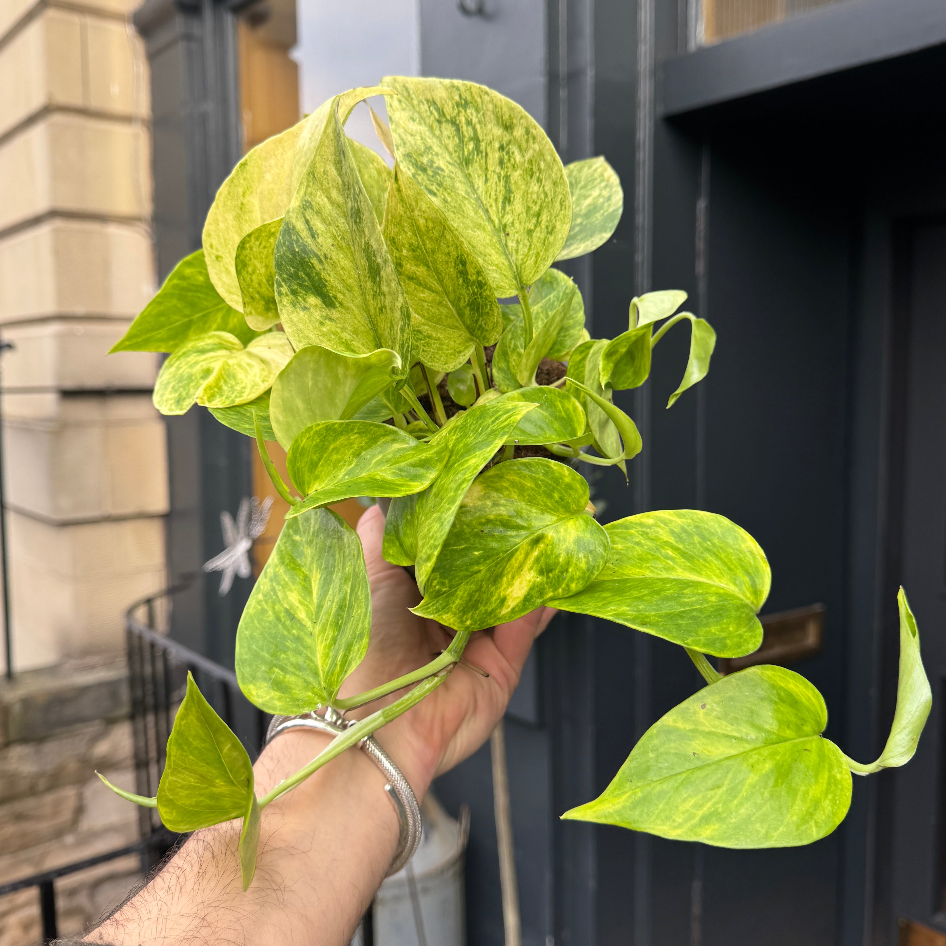 Epipremnum ‘Neon Queen’