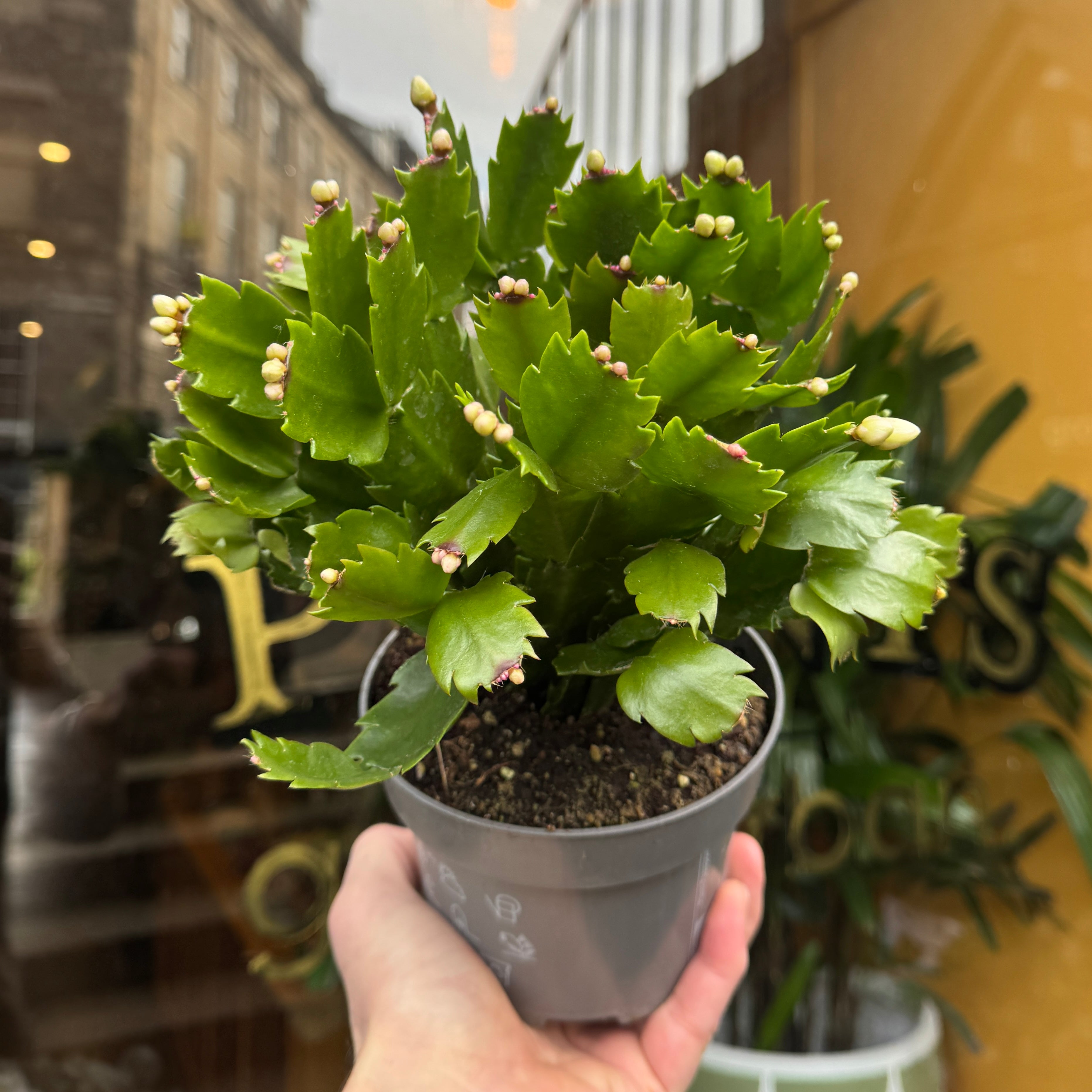 Schlumbergera 'Malissa'