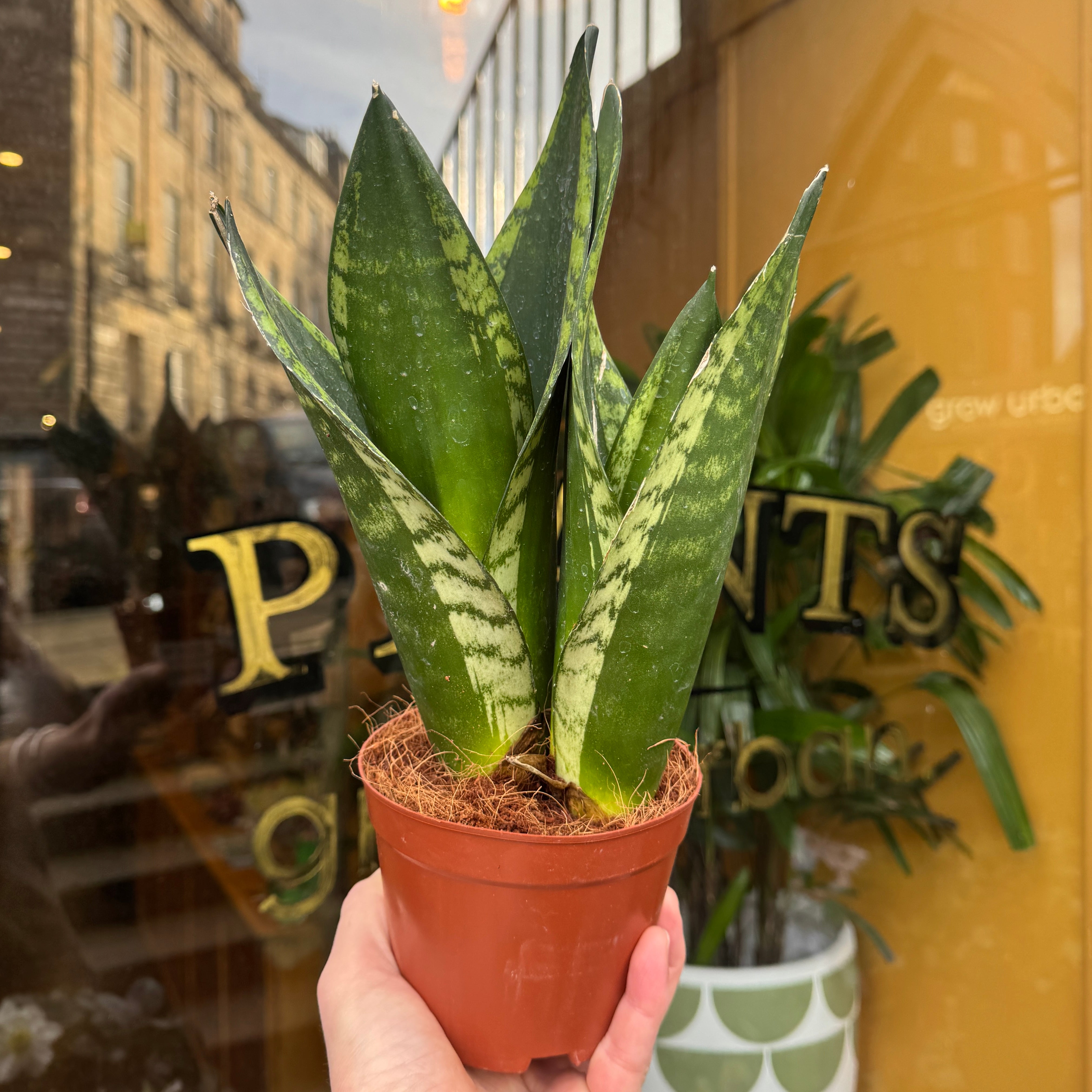 Sansevieria 'Whitney'