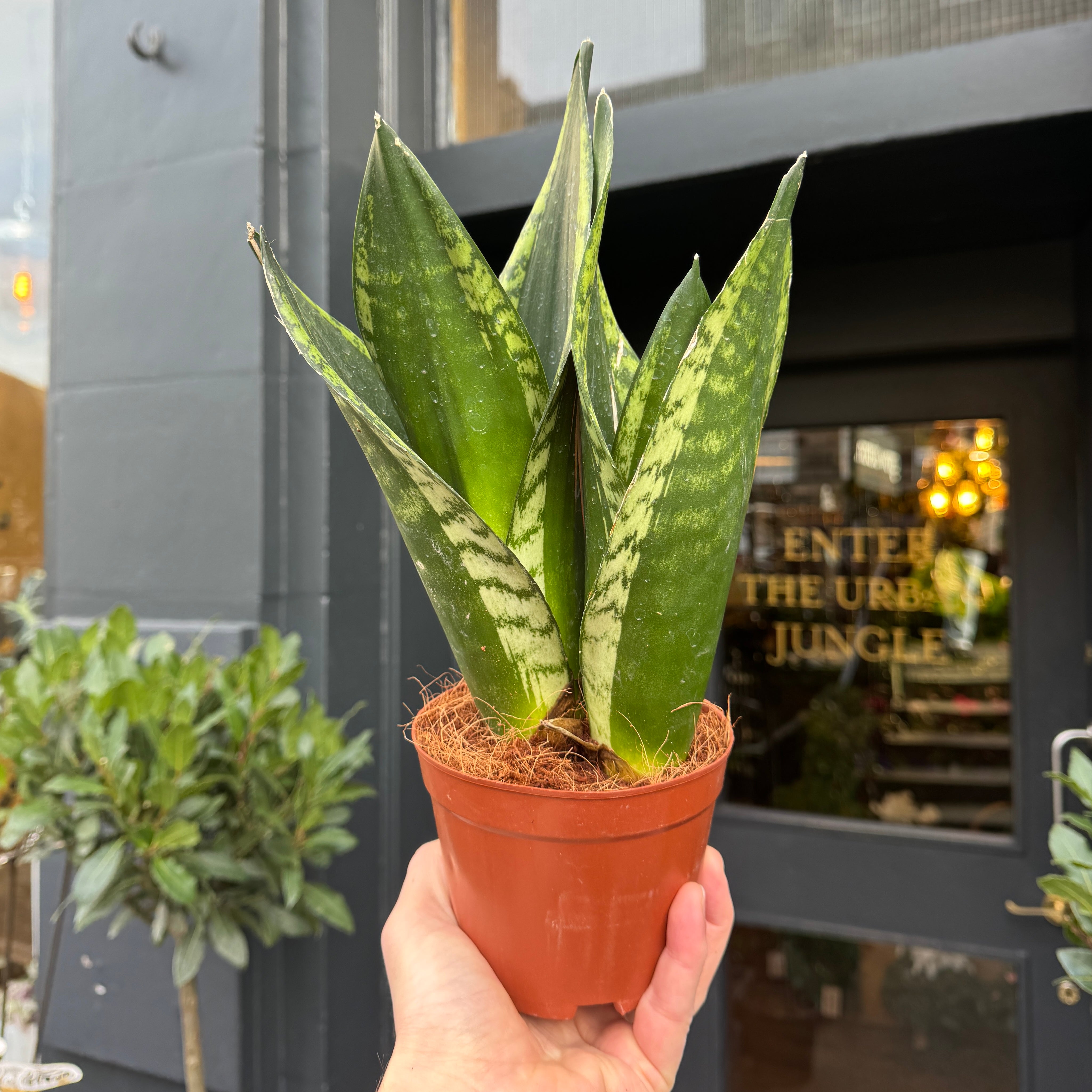 Sansevieria 'Whitney'