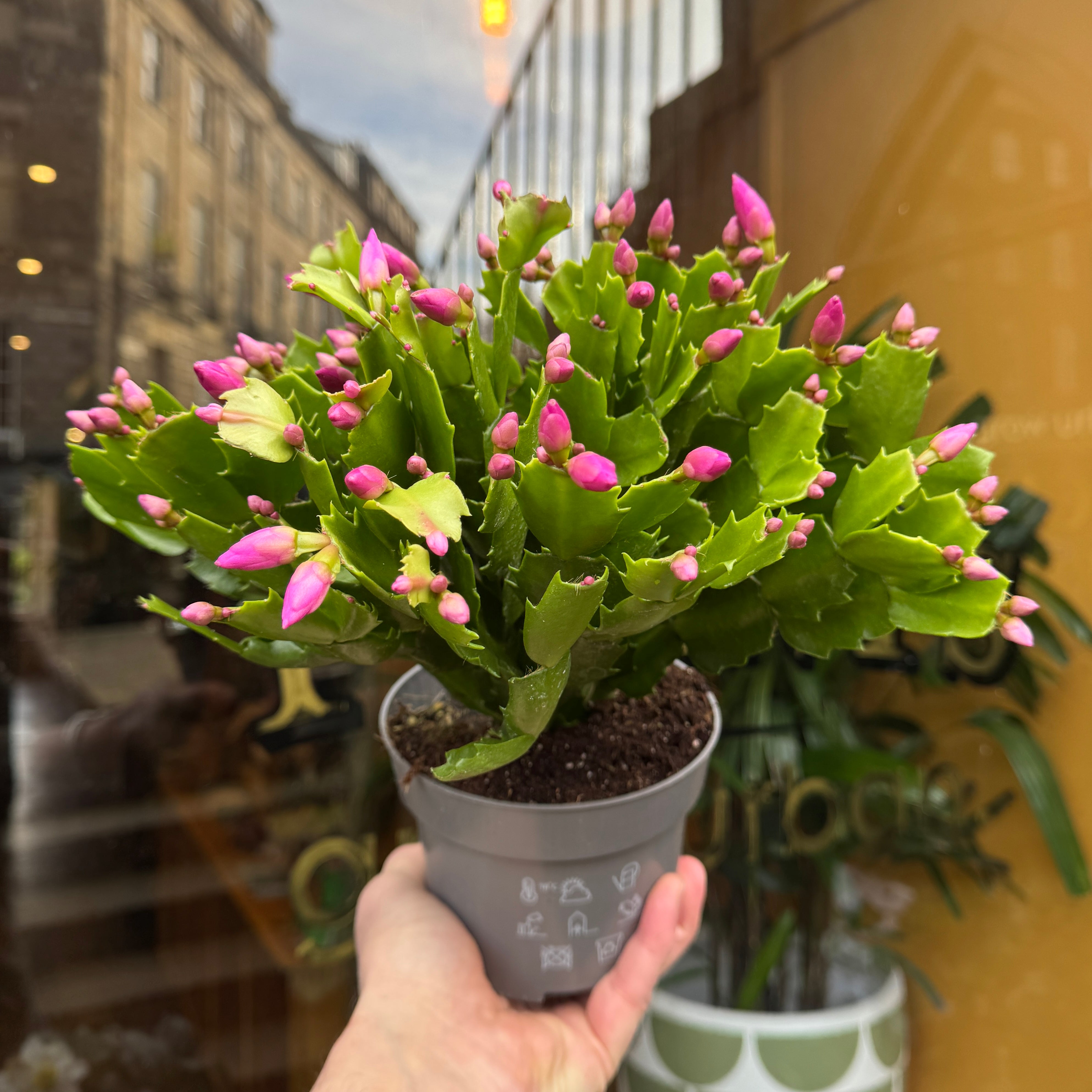 Schlumbergera 'Naomi'