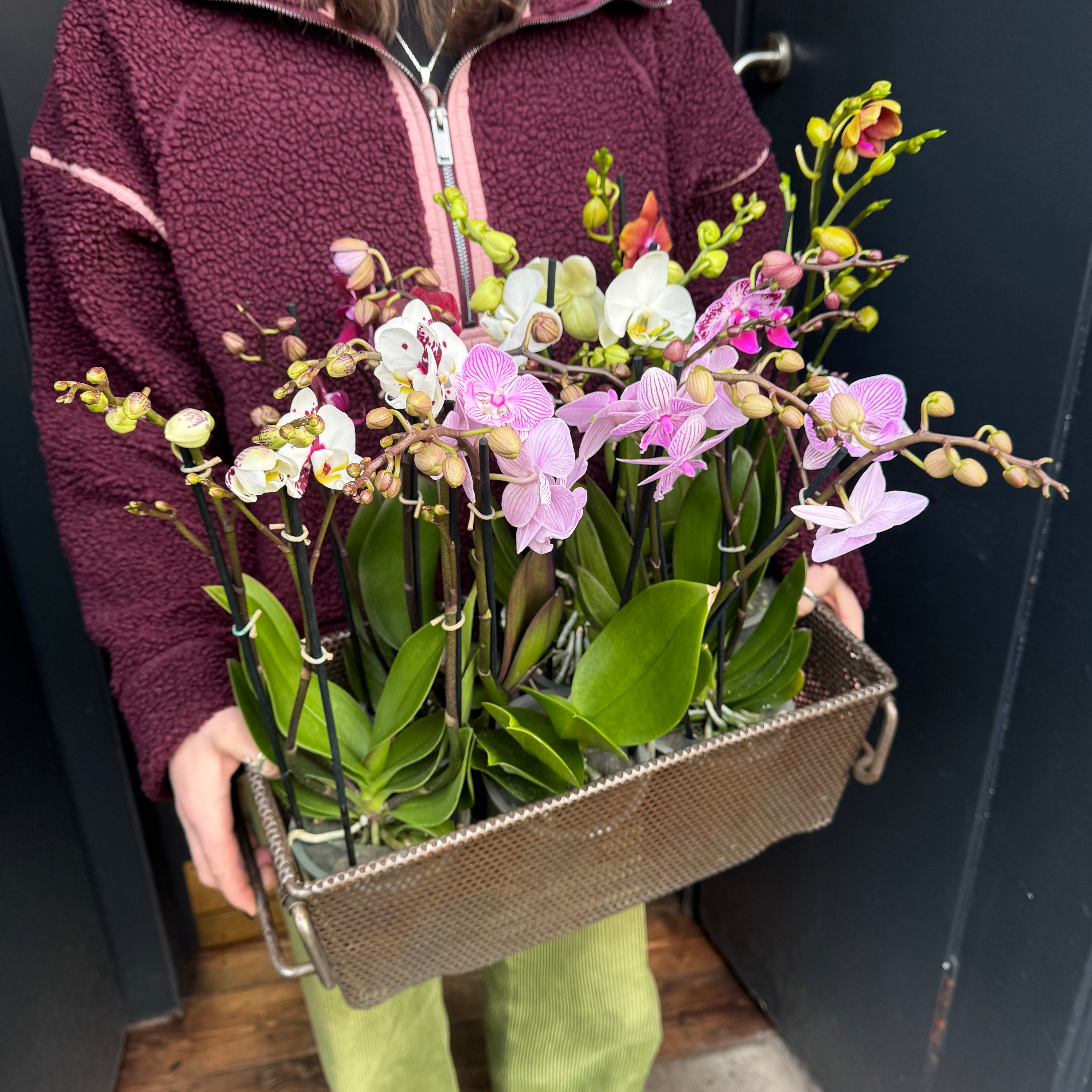 Phalaenopsis ‘Flower Symphony’