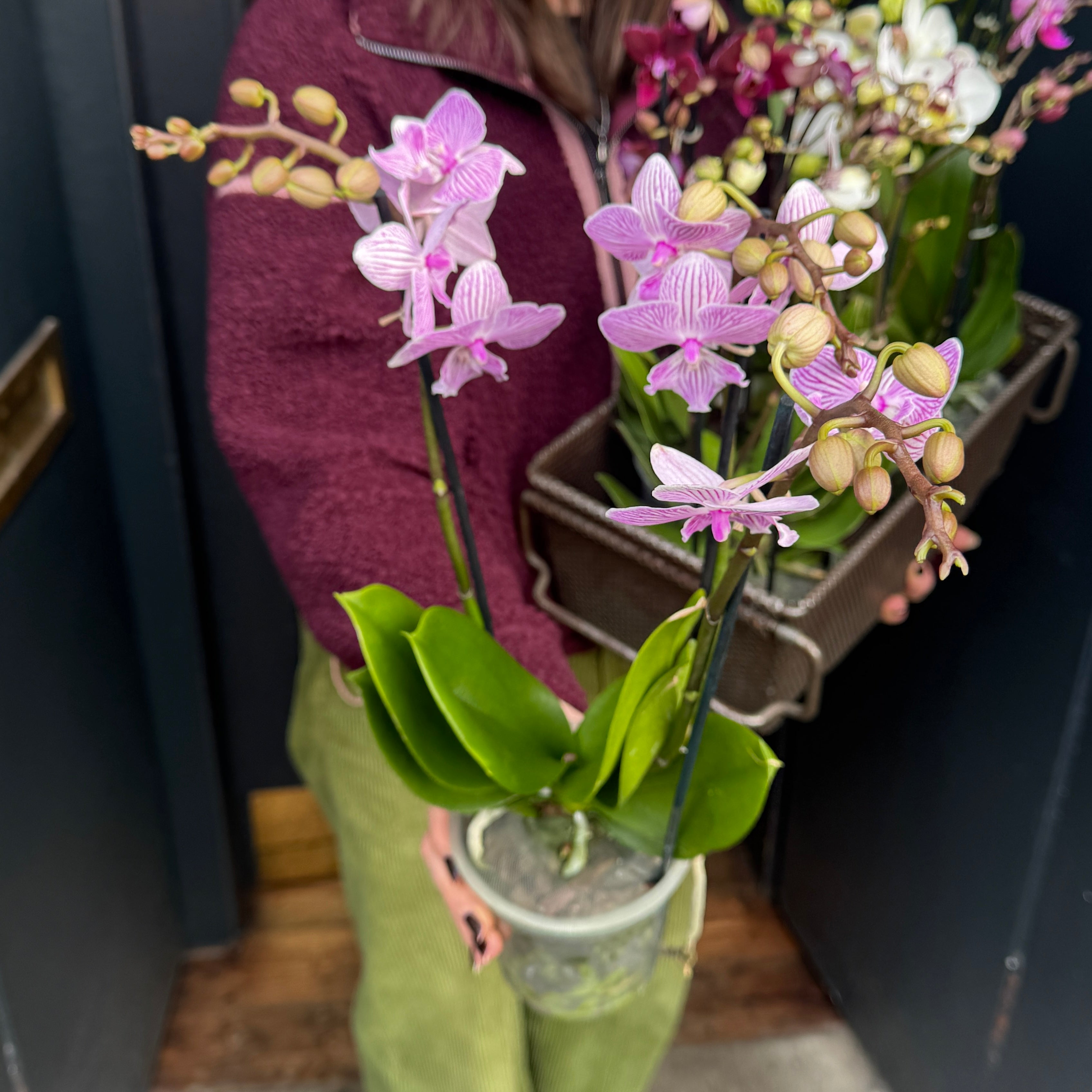 Phalaenopsis ‘Flower Symphony’