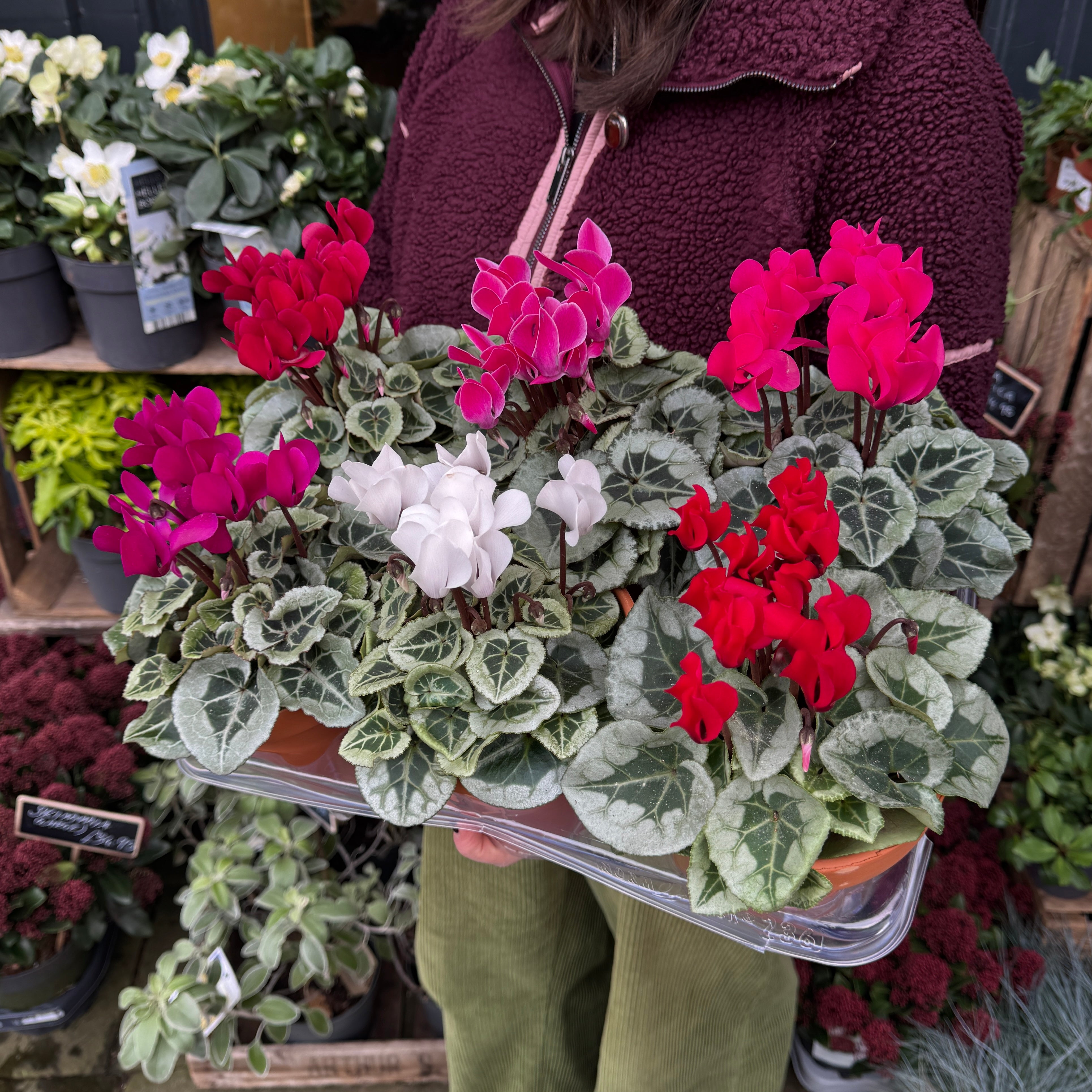 Cyclamen in Terracotta Pot (Lucky Dip Colour)