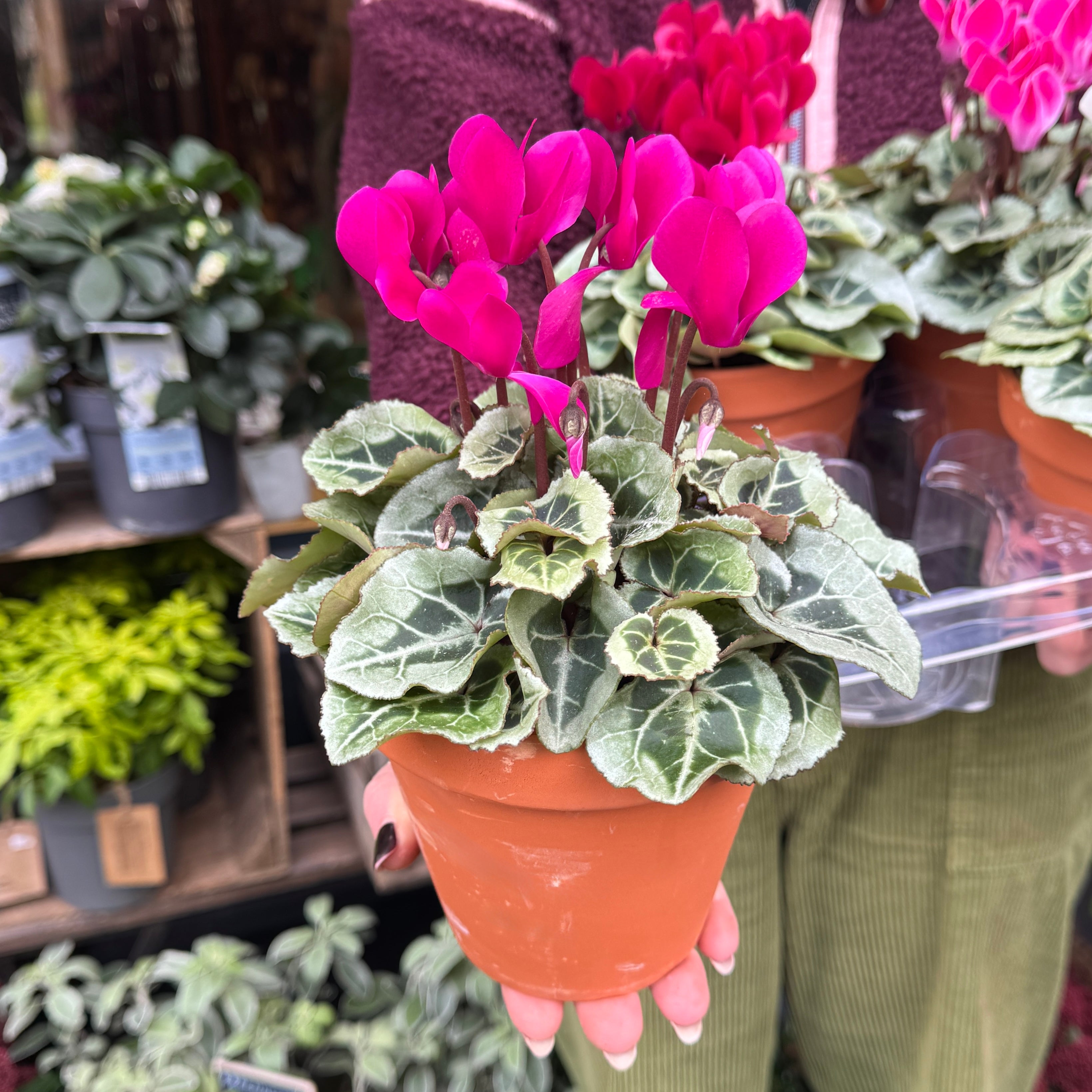 Cyclamen in Terracotta Pot (Lucky Dip Colour)