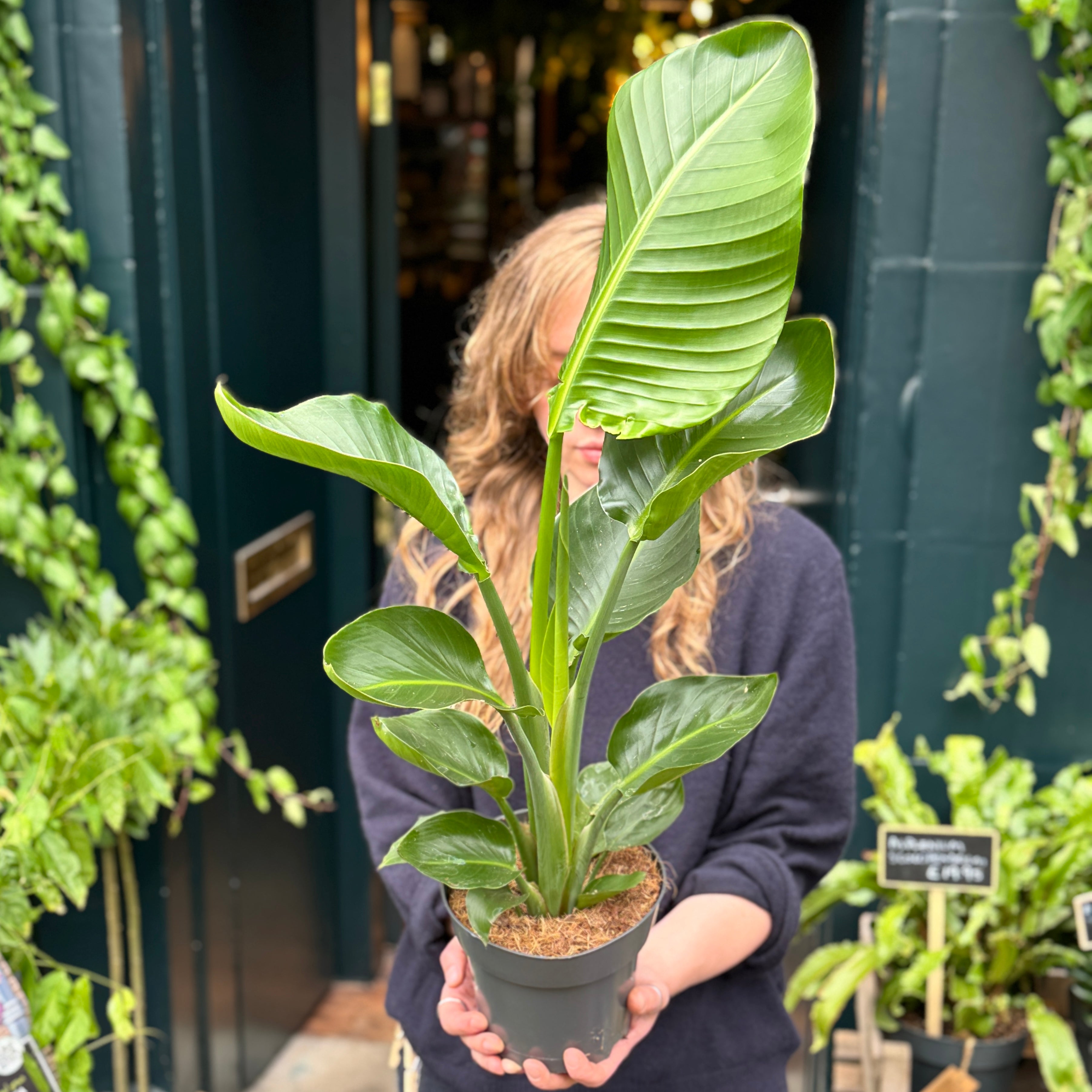 Strelitzia nicolai (60cm+)