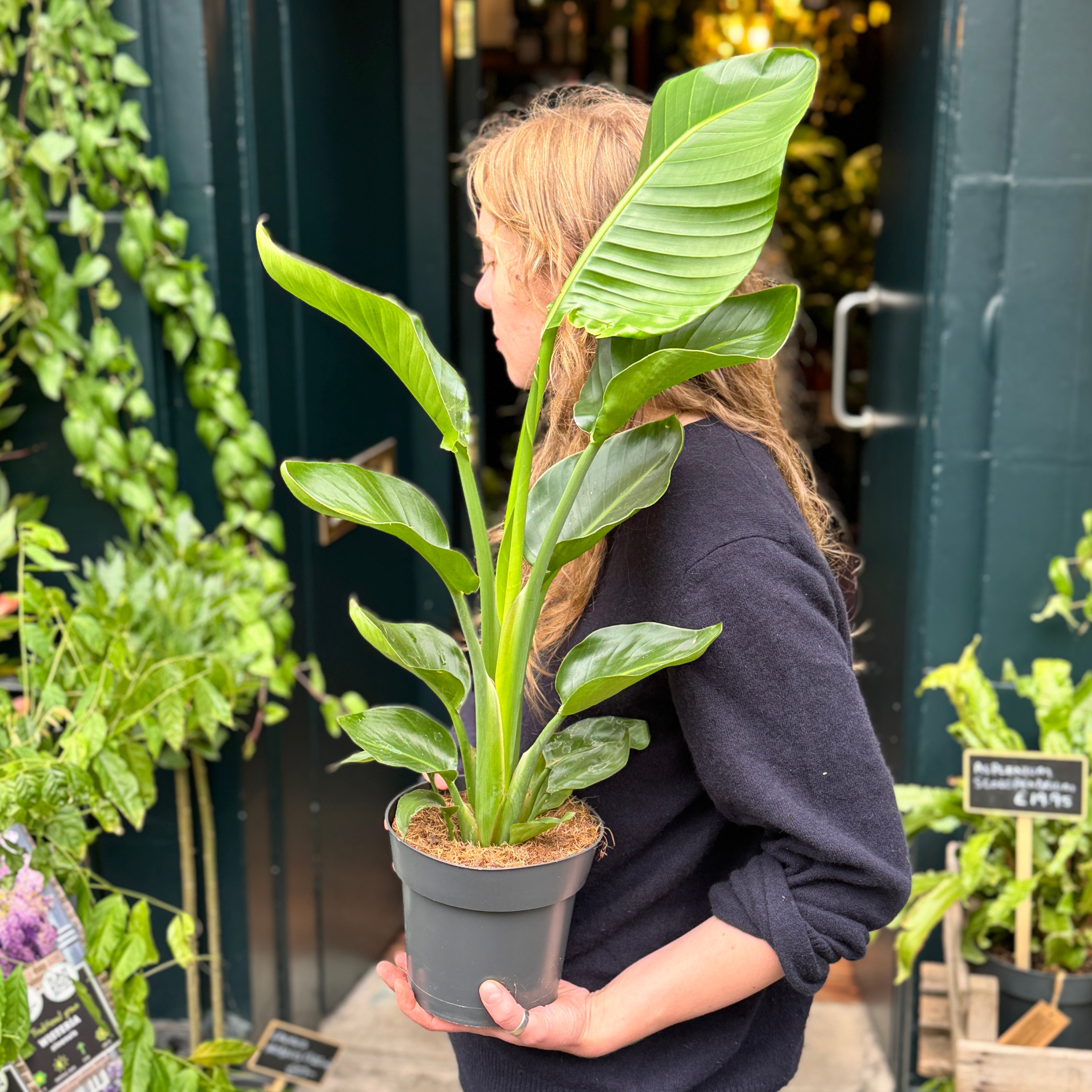 Strelitzia nicolai (60cm+)