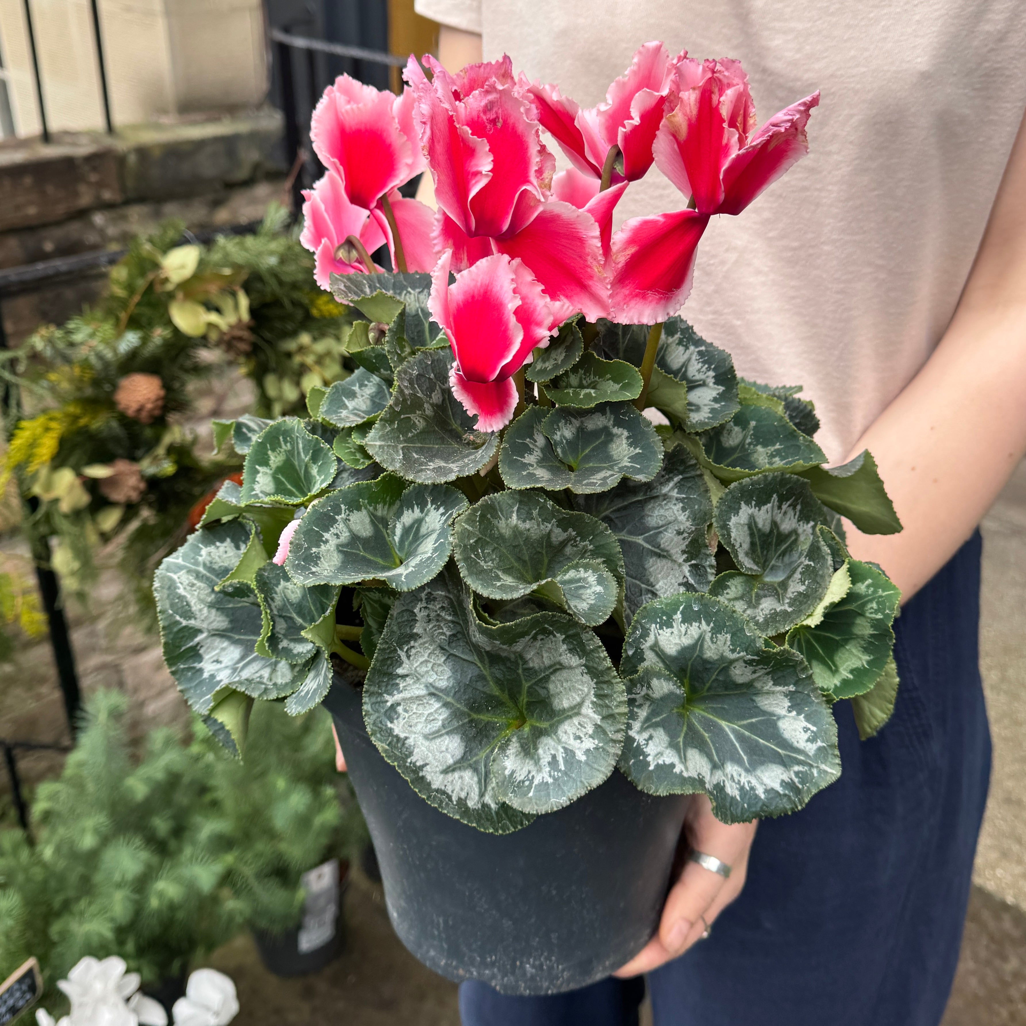 Cyclamen Halios XL