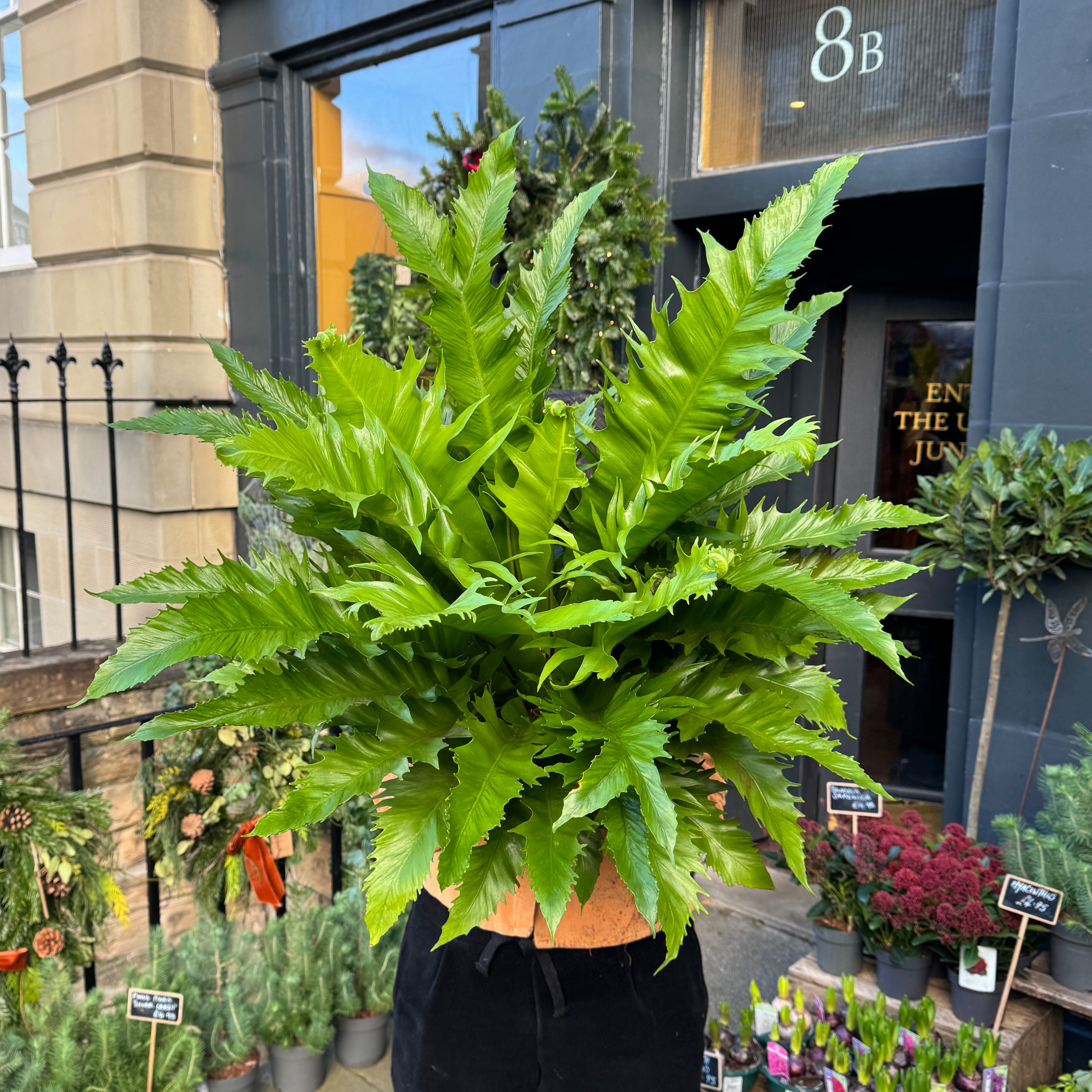 Asplenium 'Gioia' XL